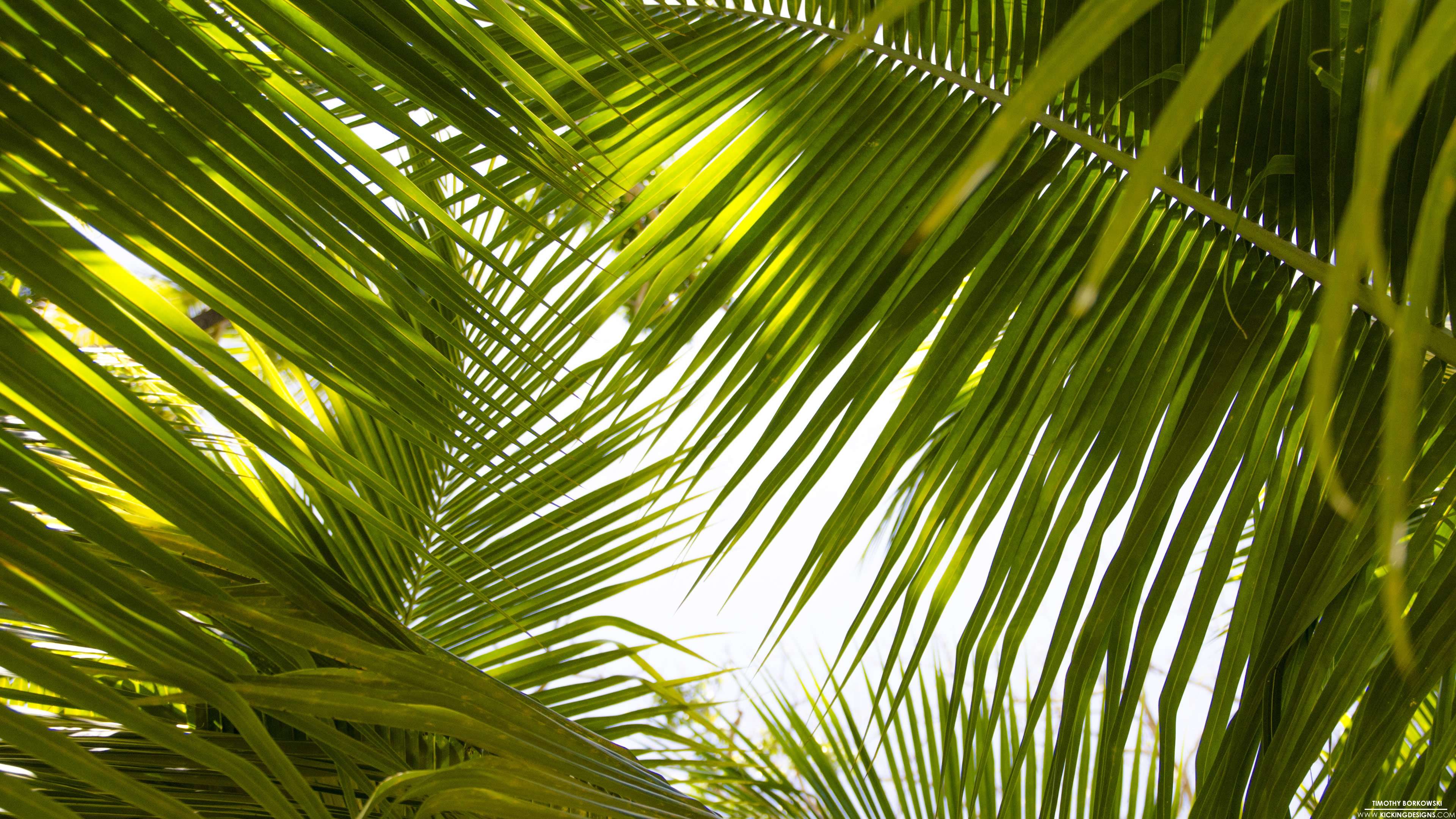 Tropical Leaves 4k Wallpapers Wallpaper Cave