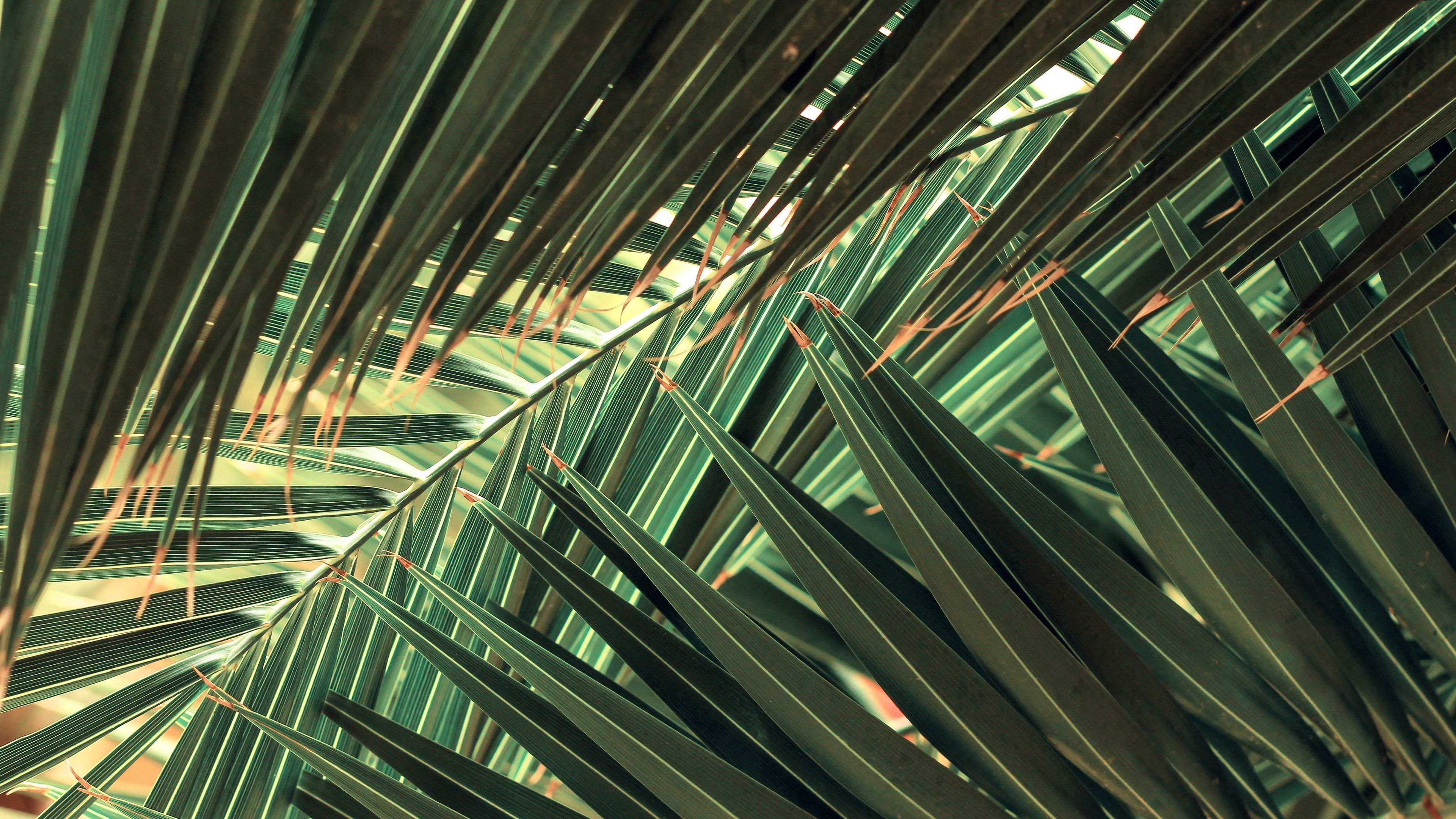 Tropical Leaves 4k Wallpapers Wallpaper Cave