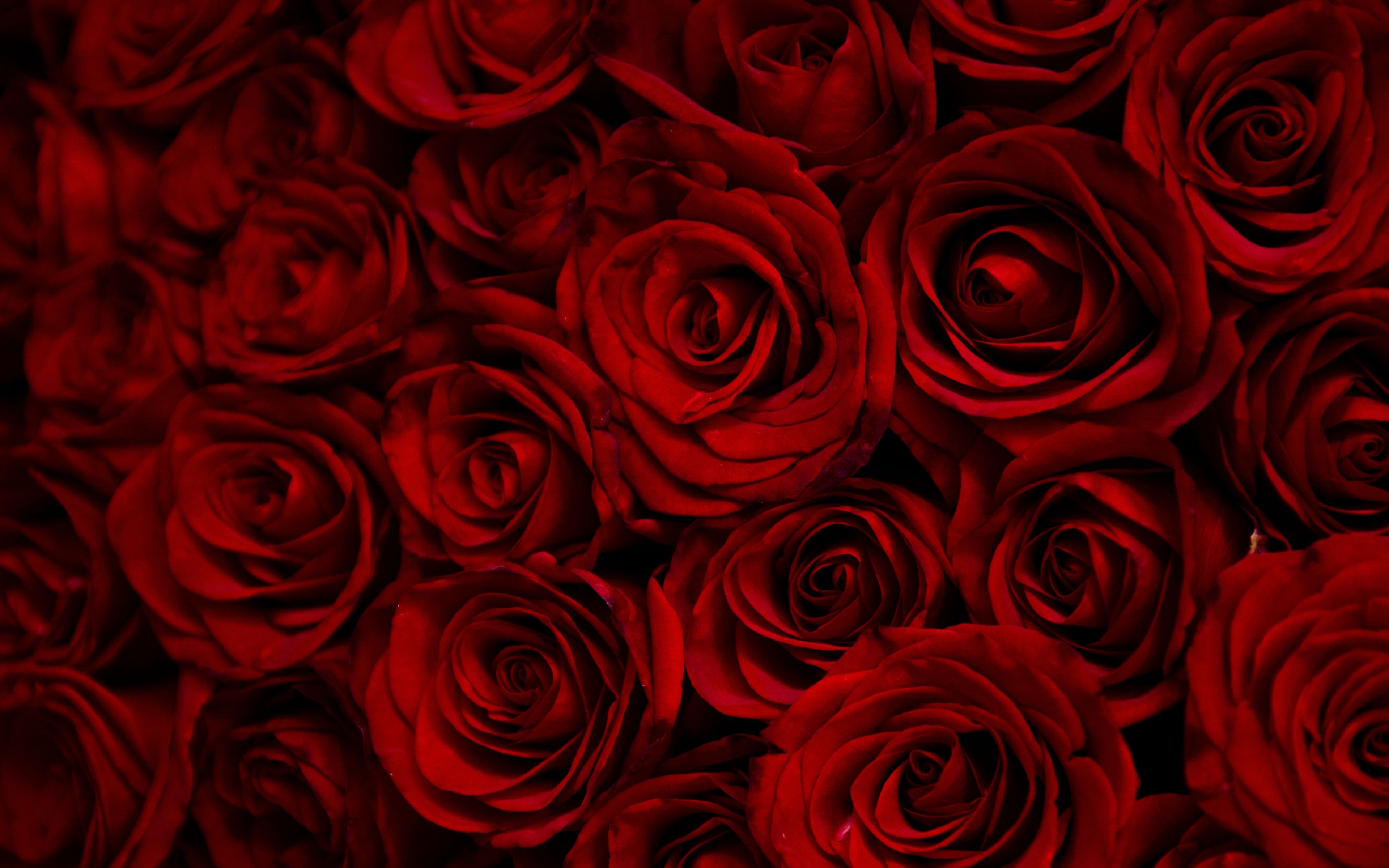 Roses 4k HD Wallpapers Wallpaper Cave