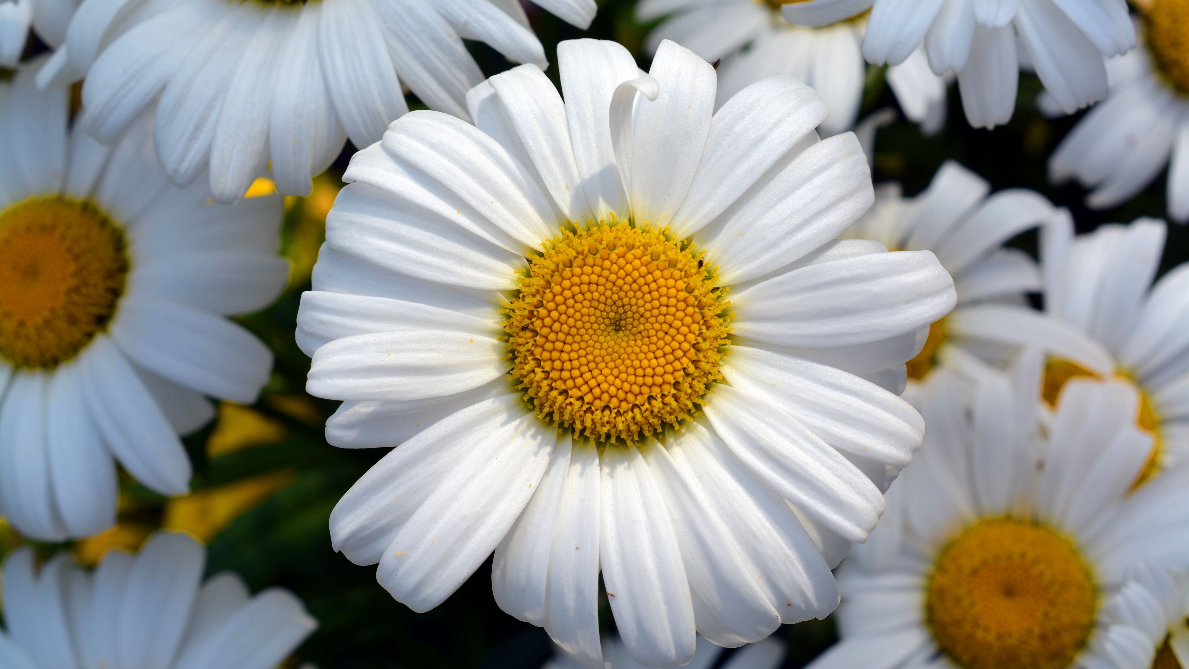 4k Flower Daisy Wallpapers Wallpaper Cave