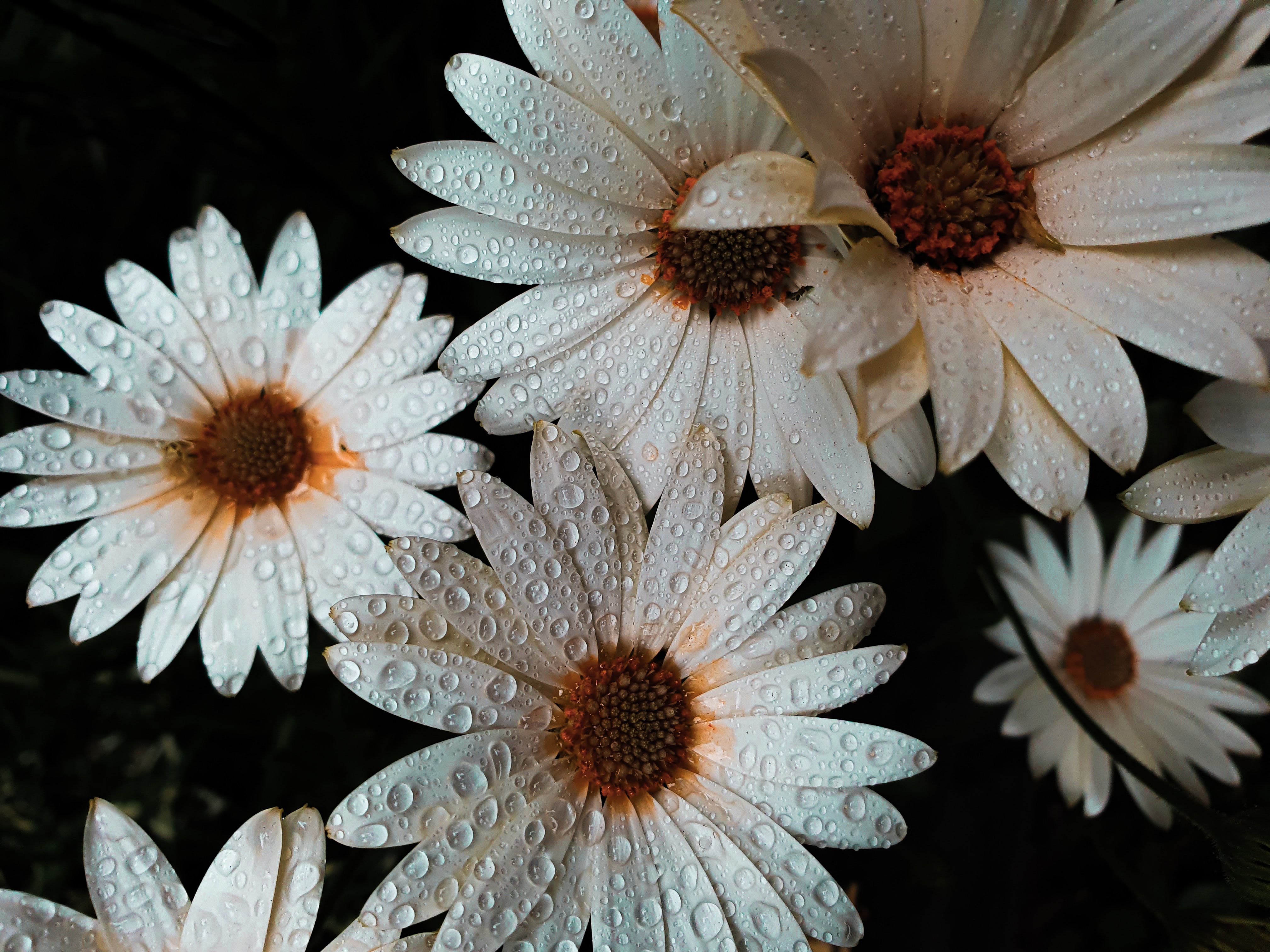 4k Flower Daisy Wallpapers Wallpaper Cave