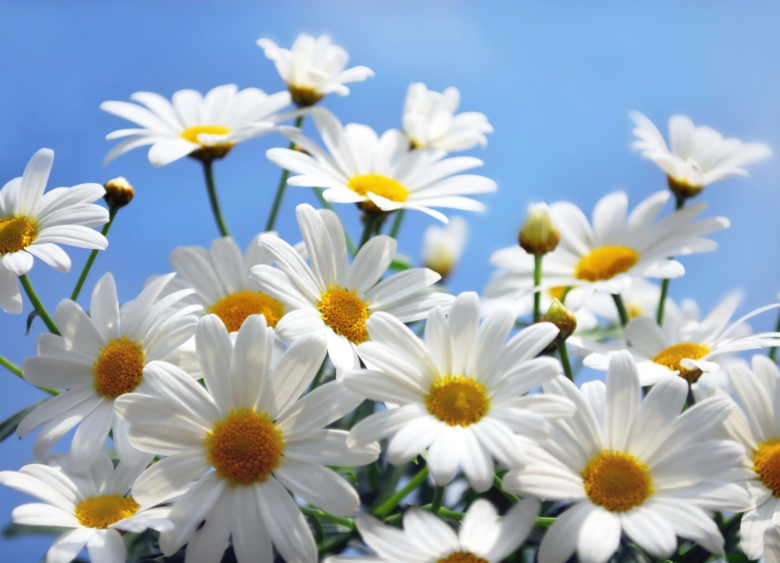 4k Flower Daisy Wallpapers Wallpaper Cave