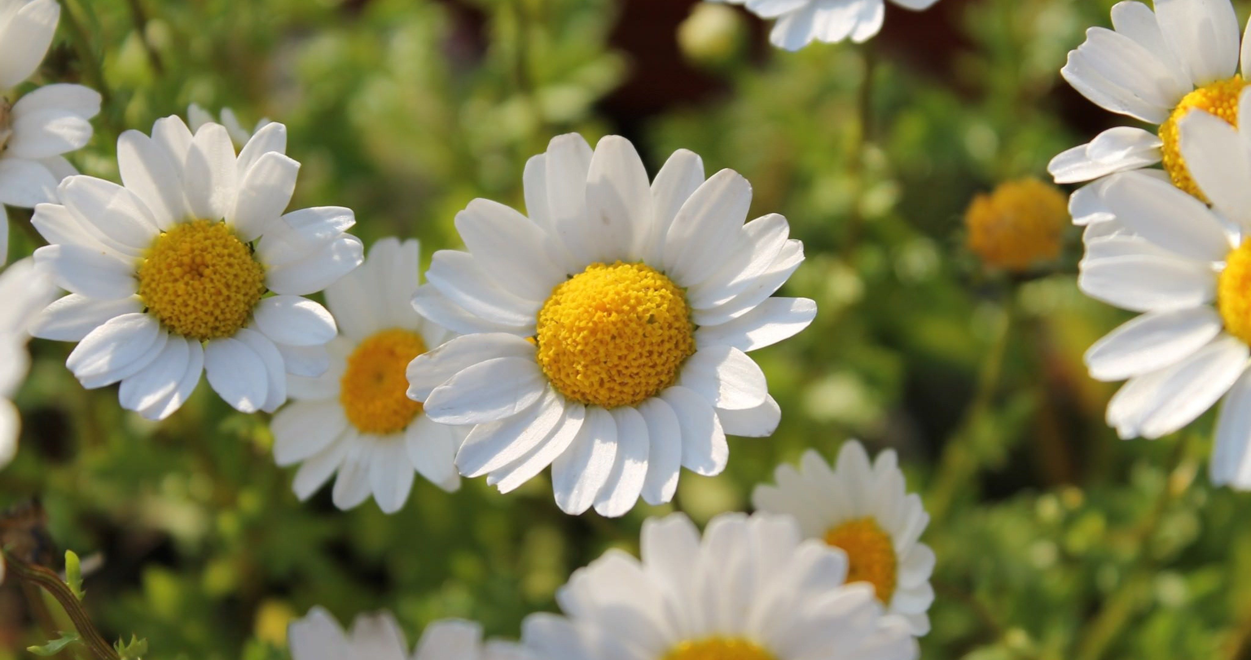 4k Flower Daisy Wallpapers Wallpaper Cave