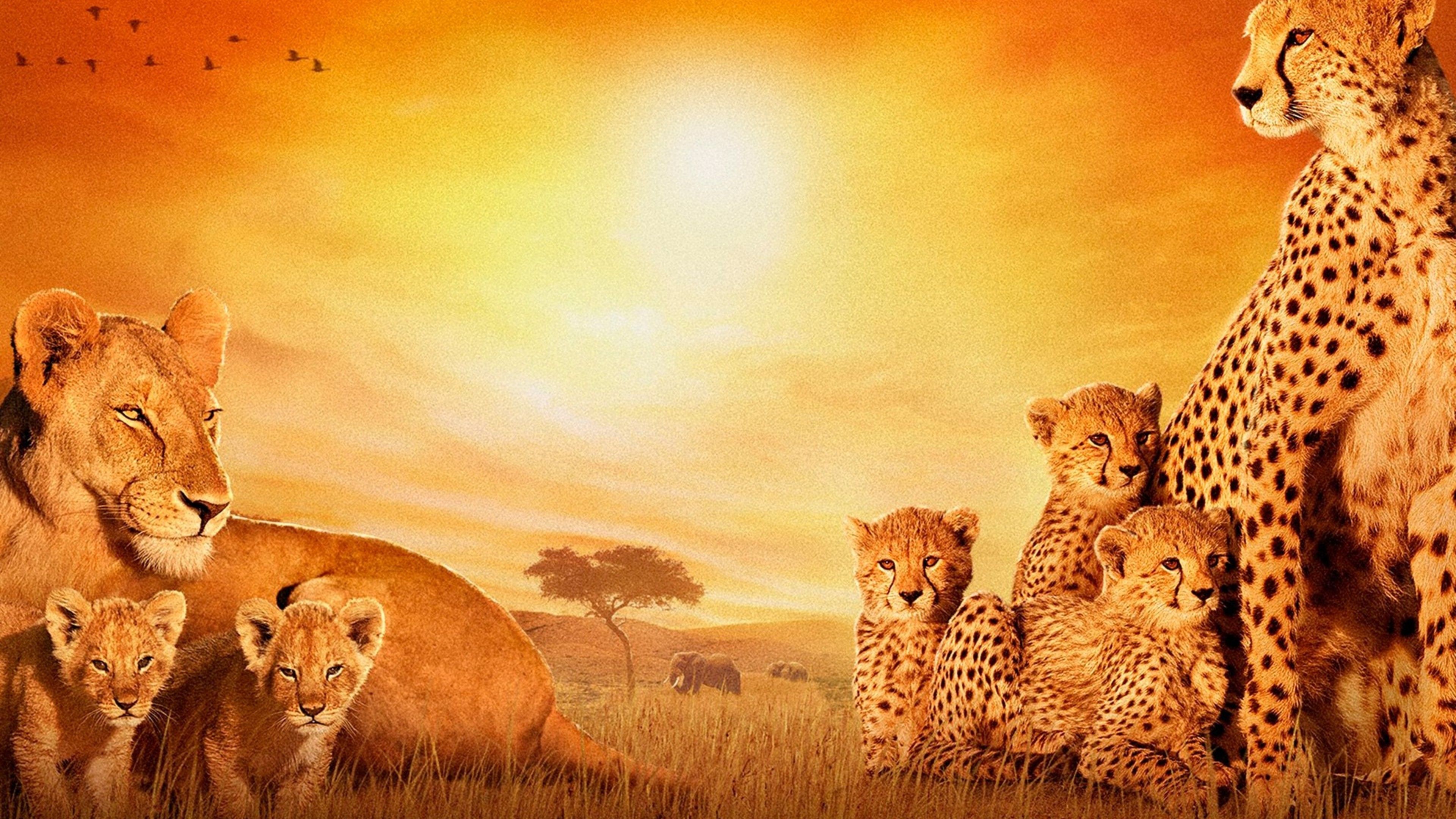 4k Africa Wallpapers Wallpaper Cave