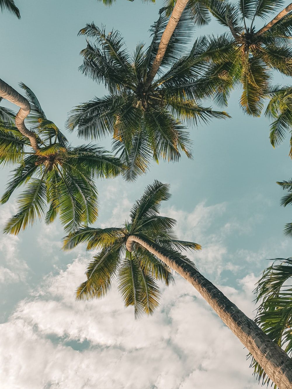 Summer Coconut Tree Wallpapers Wallpaper Cave