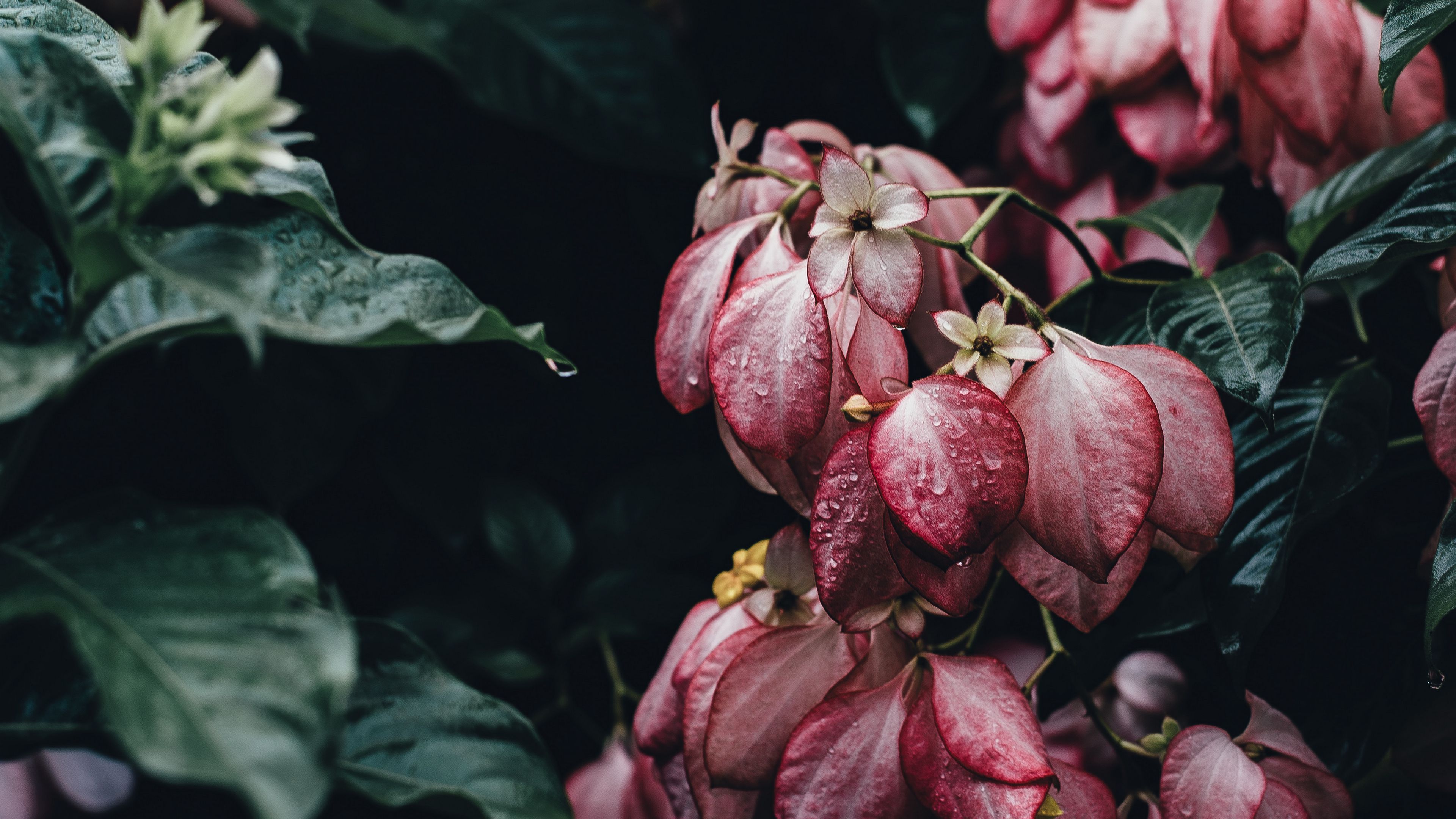 4k Elegant Wallpapers Wallpaper Cave