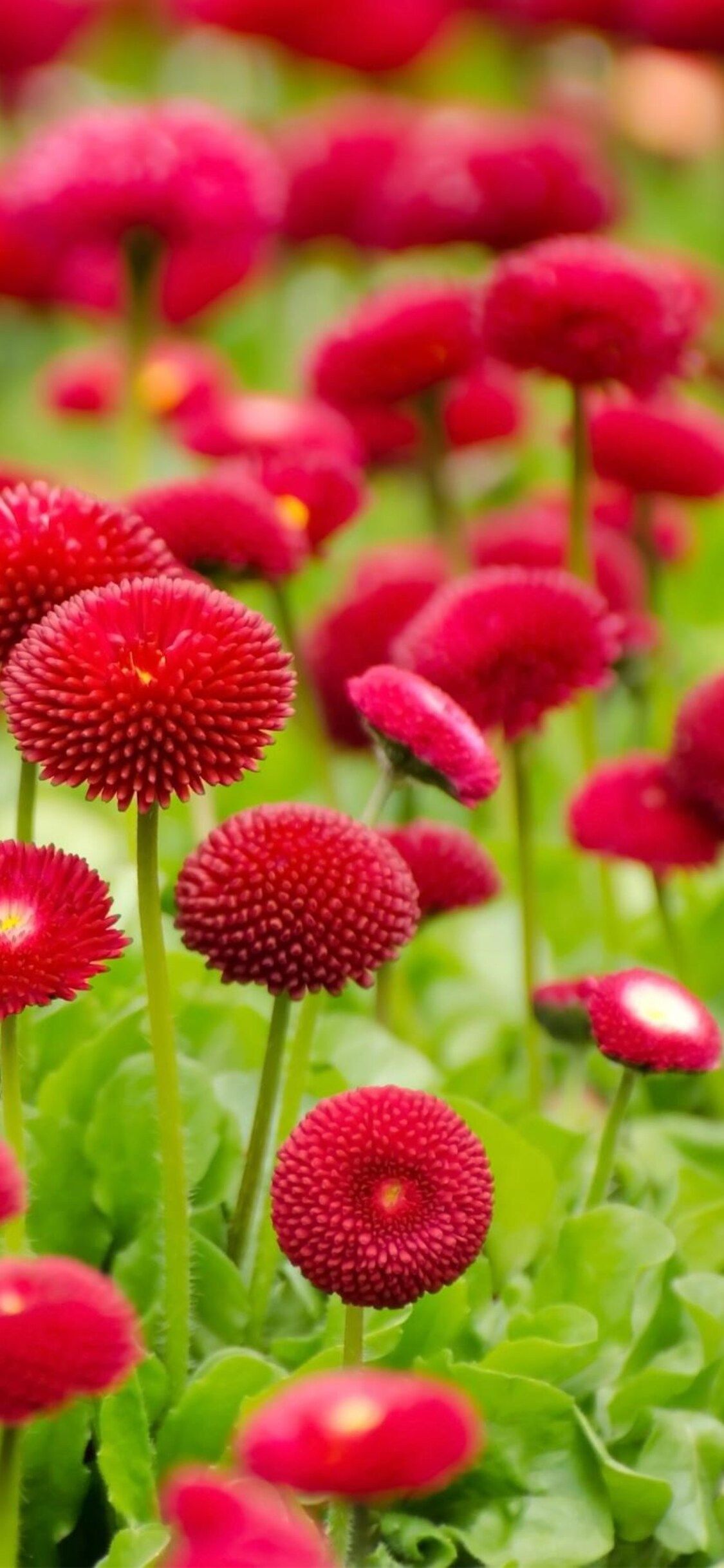 Red Summer Flower Wallpapers Wallpaper Cave