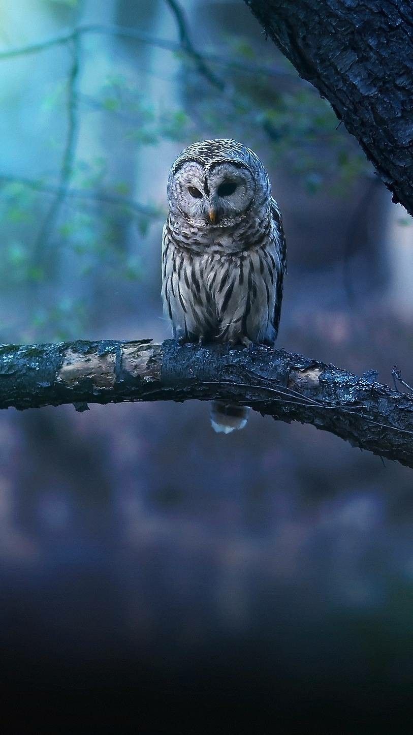 Blue Owl Wallpapers Wallpaper Cave