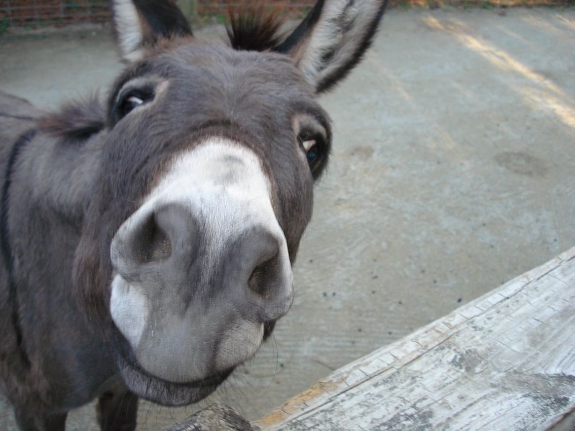 Funny Donkey Wallpapers Wallpaper Cave