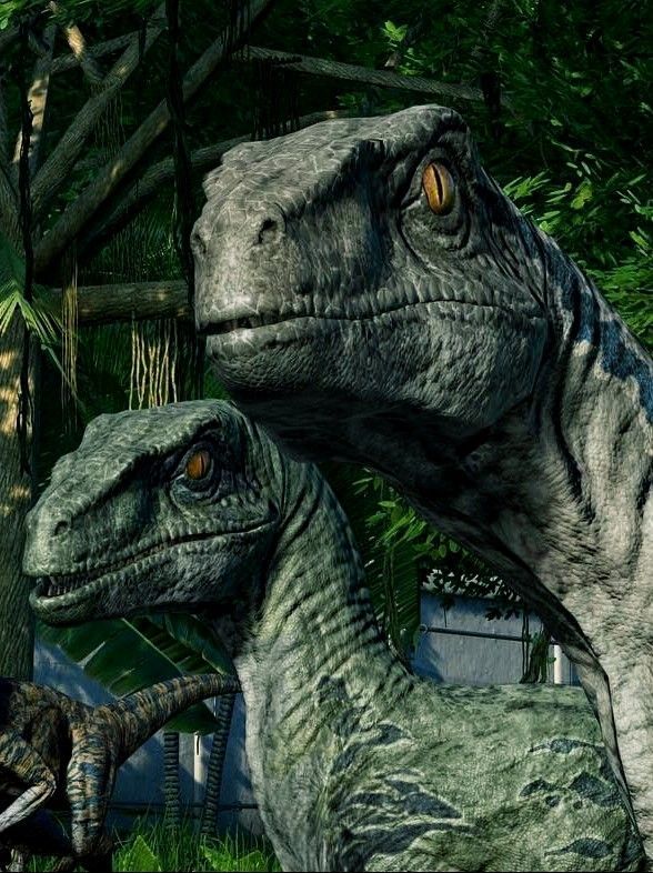 Blue The Raptor Wallpapers Wallpaper Cave