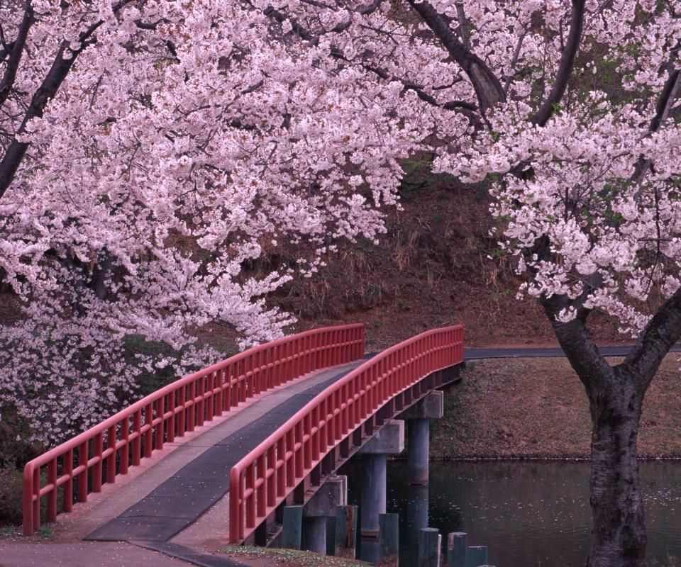 Japan Sakura Wallpapers Wallpaper Cave