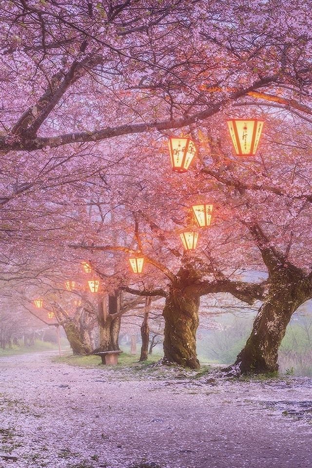 Japan Sakura Wallpapers Wallpaper Cave
