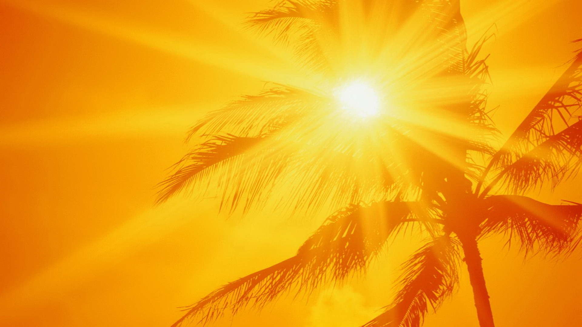 Summer Heatwave Wallpapers Wallpaper Cave