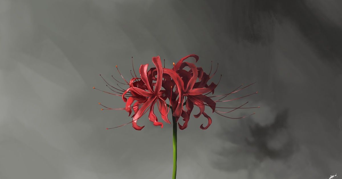 Lycoris Radiata Wallpapers Wallpaper Cave