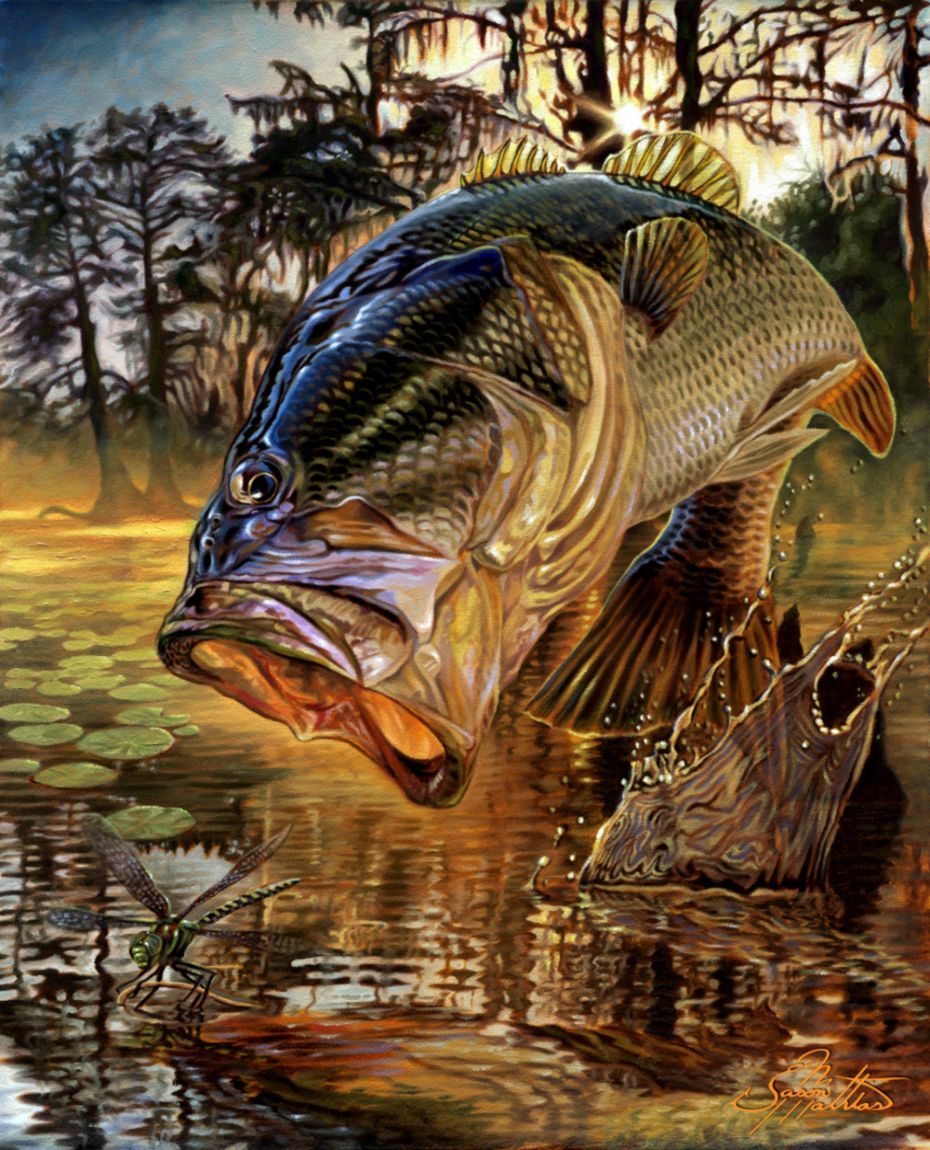 Smallmouth Bass Wallpapers Wallpaper Cave