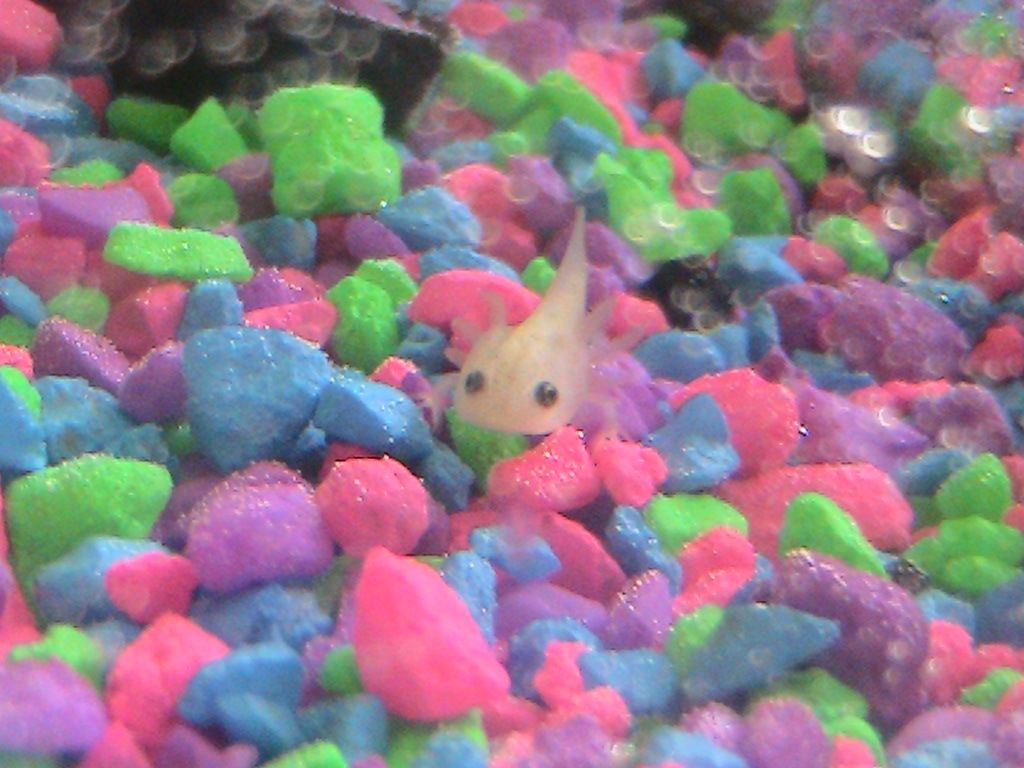 Baby Axolotl Wallpapers Wallpaper Cave