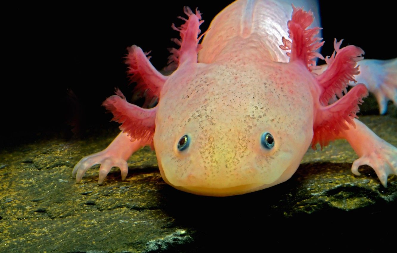 Baby Axolotl Wallpapers Wallpaper Cave