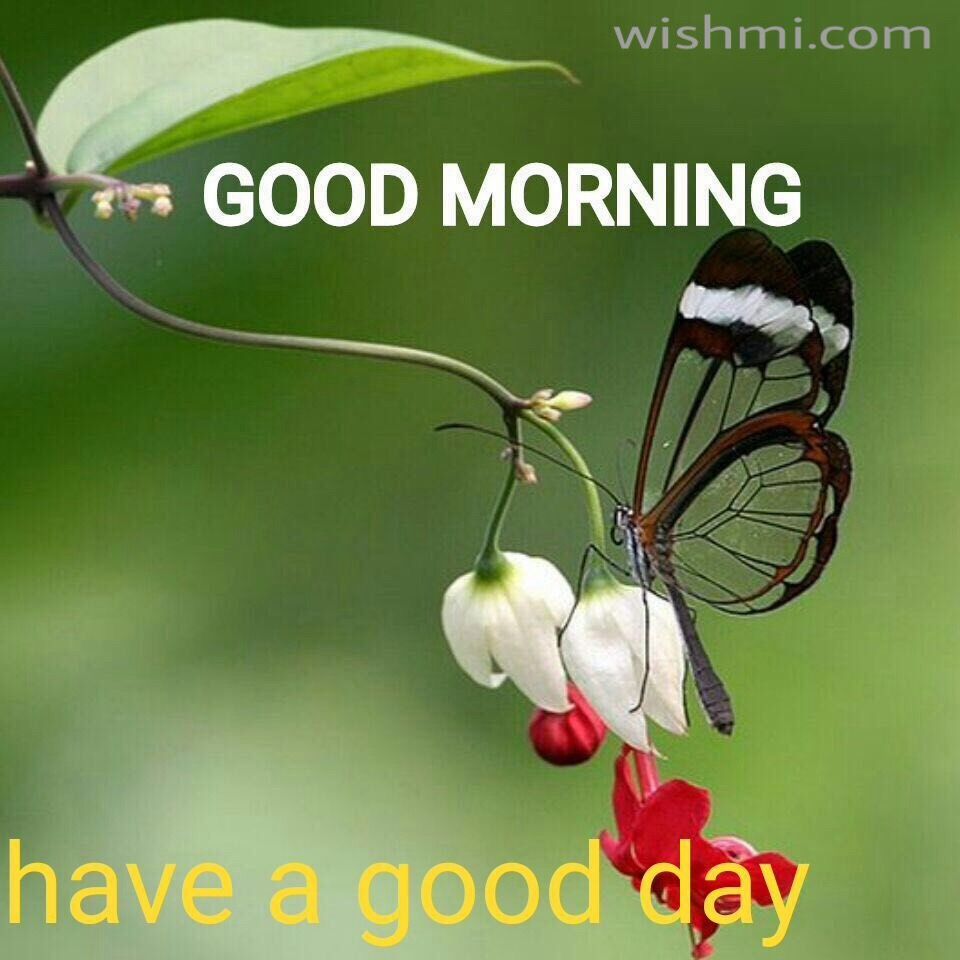 Good Morning Monday Wallpapers Wallpaper Cave