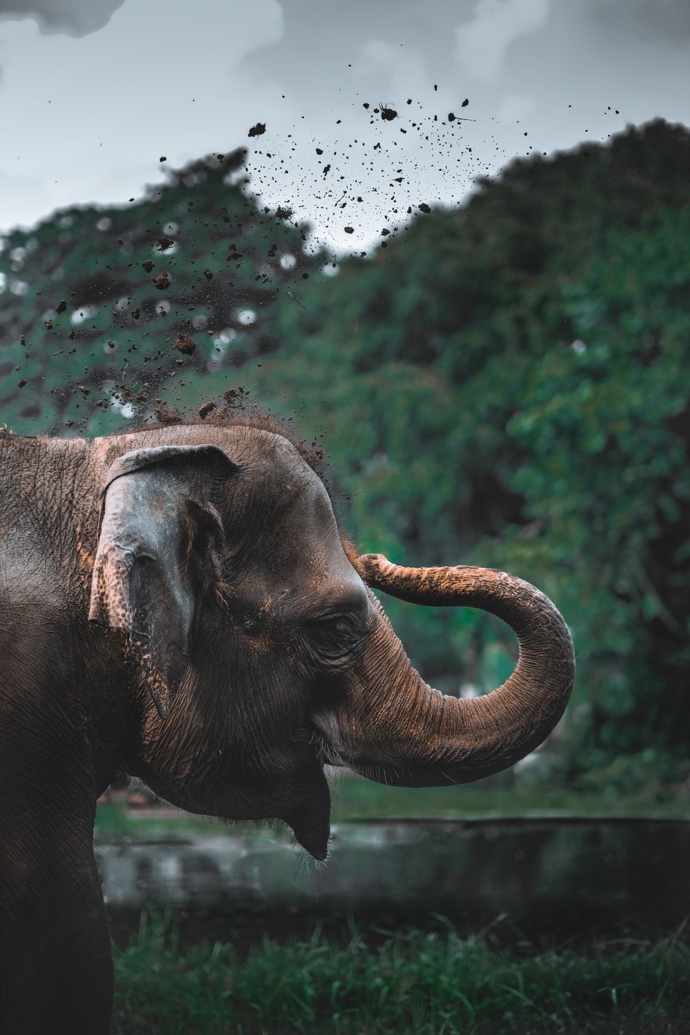Asian Elephant Wallpapers Wallpaper Cave