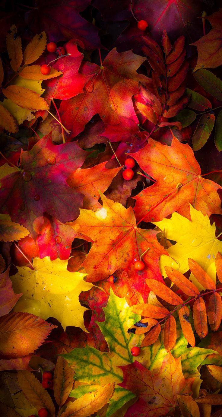 Autumn Leaves Mobile Wallpapers Wallpaper Cave