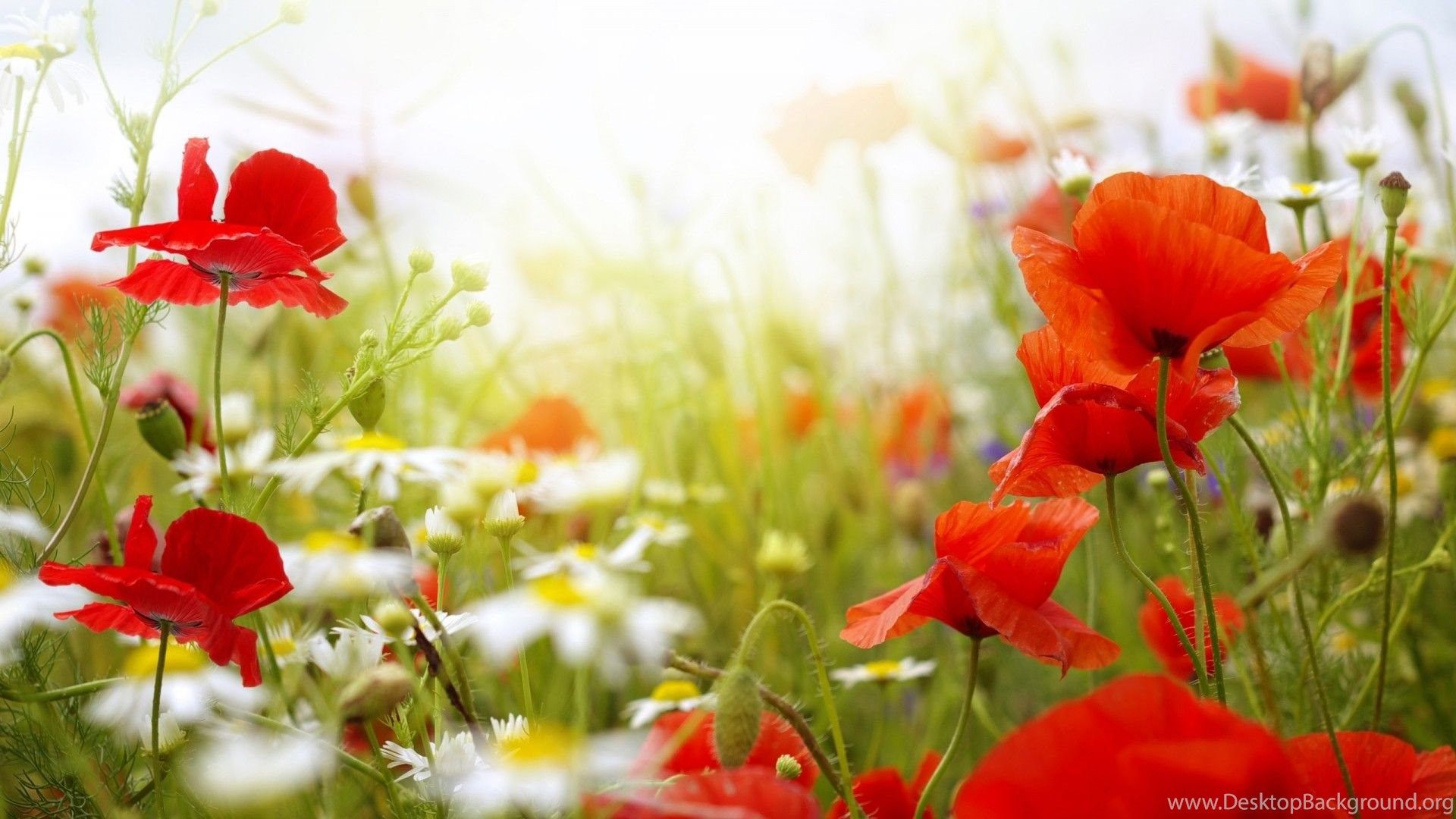 Cute Summer Flowers Wallpapers Wallpaper Cave