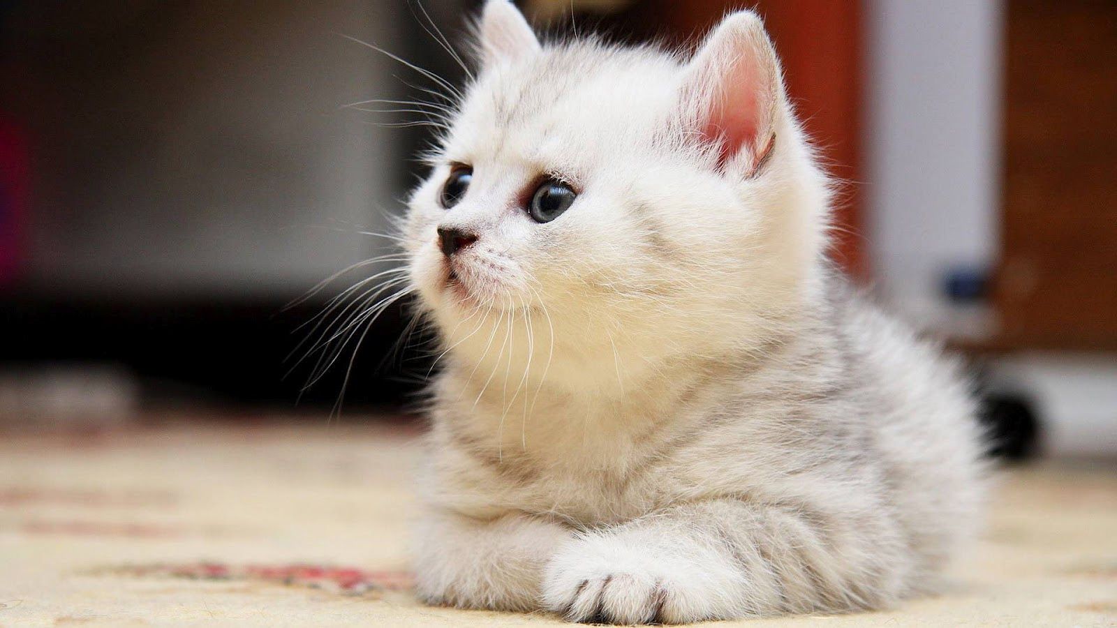 Munchkin Cat Wallpapers Wallpaper Cave