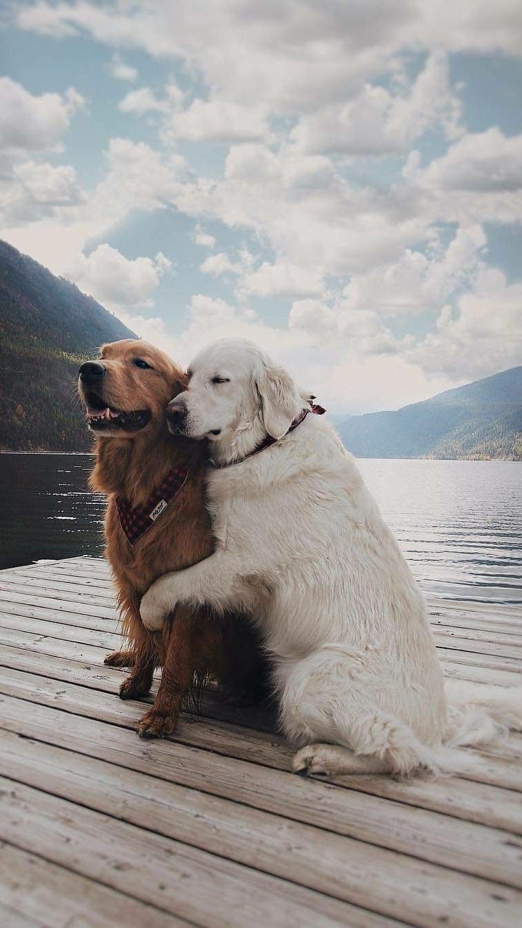 Dog Lover Wallpapers Wallpaper Cave