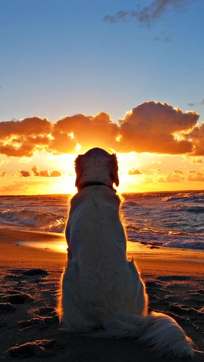 Dog Lover Wallpapers Wallpaper Cave