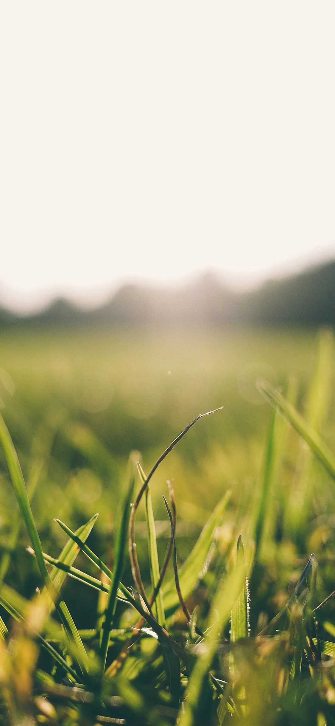 Light Green Summer Wallpapers Wallpaper Cave