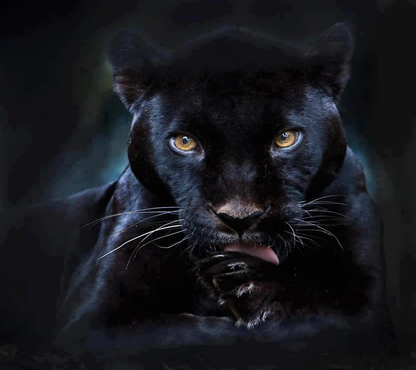 Black Puma Wallpapers Wallpaper Cave