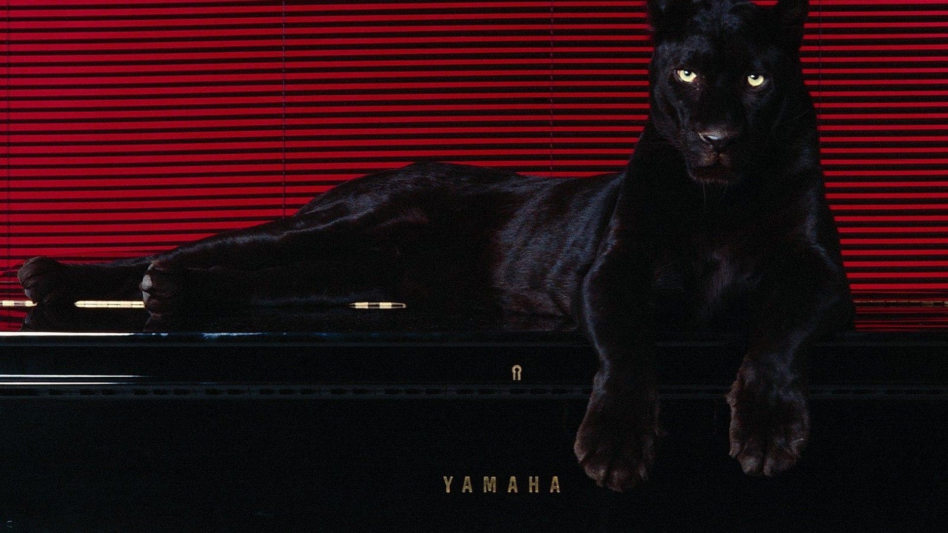 Black Puma Wallpapers Wallpaper Cave