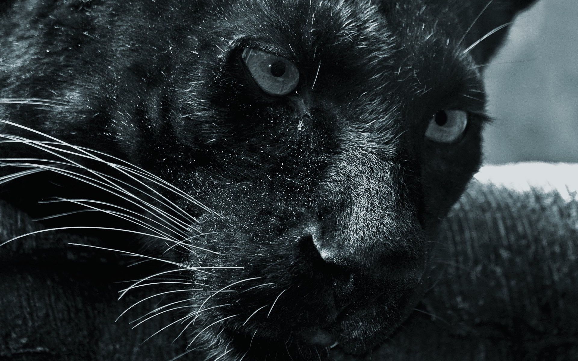 Black Puma Wallpapers Wallpaper Cave