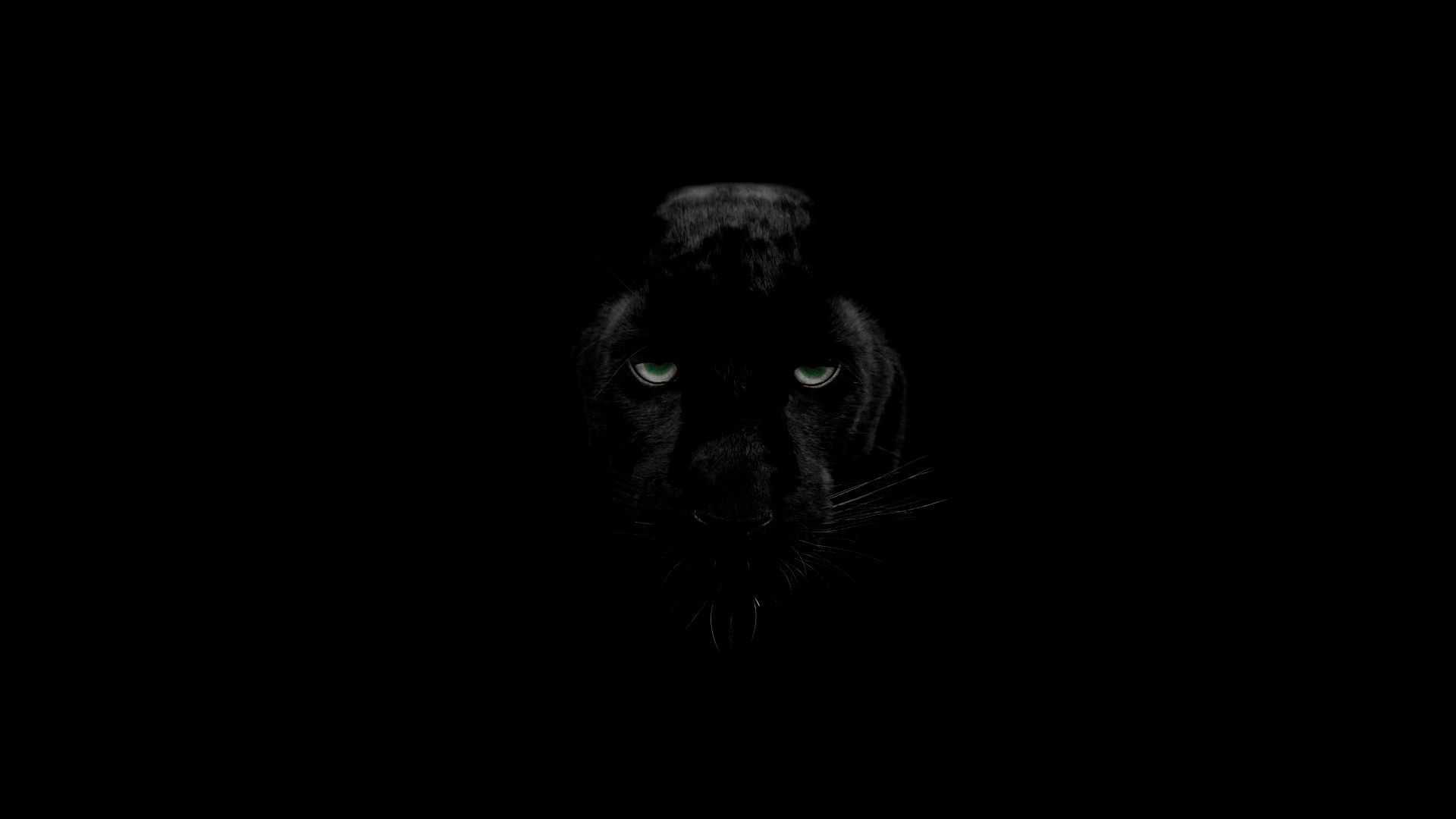 Black Puma Wallpapers Wallpaper Cave