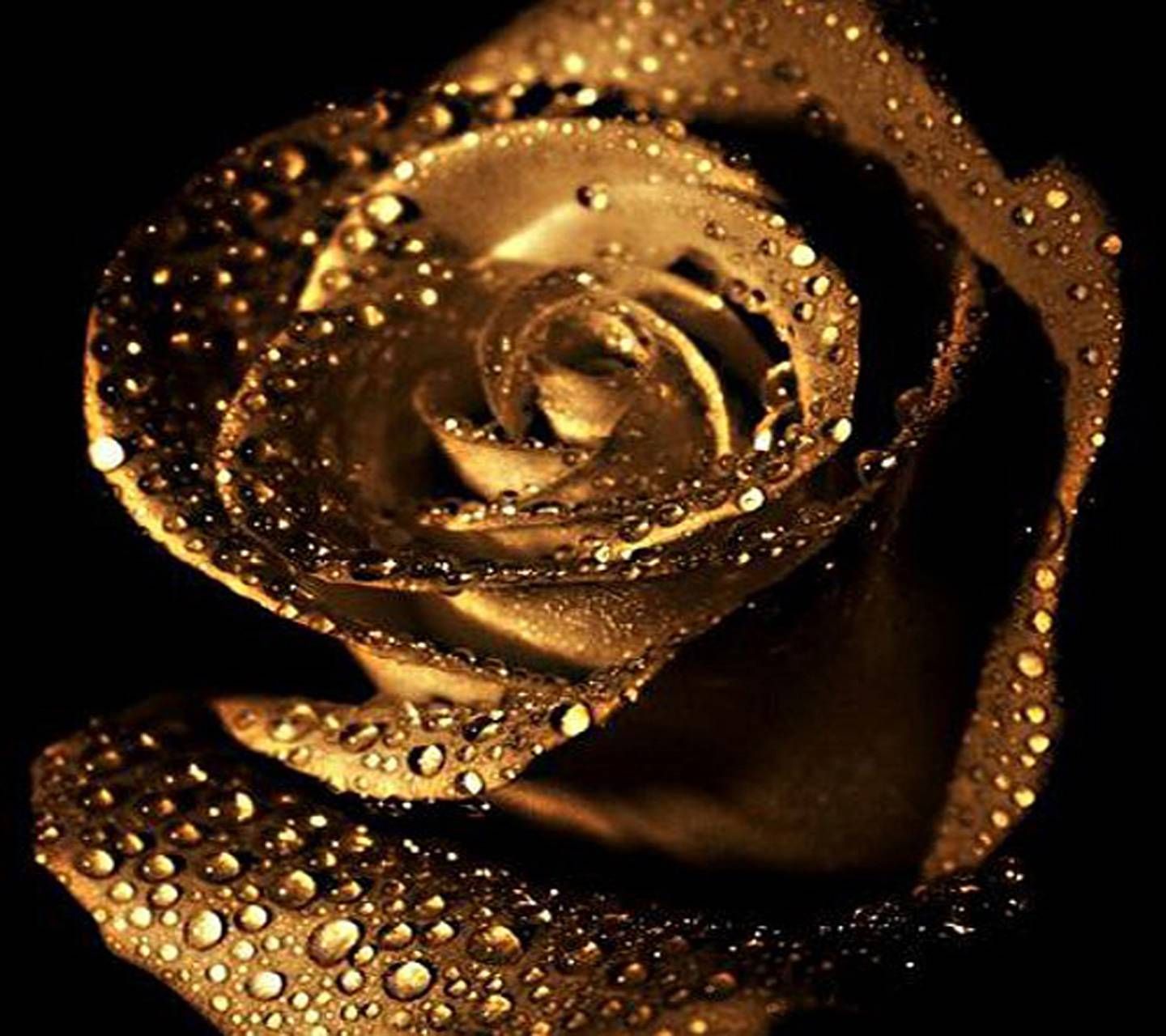Golden Rose Wallpapers Wallpaper Cave