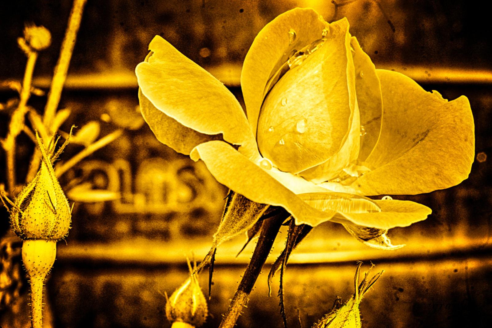 Golden Rose Wallpapers Wallpaper Cave