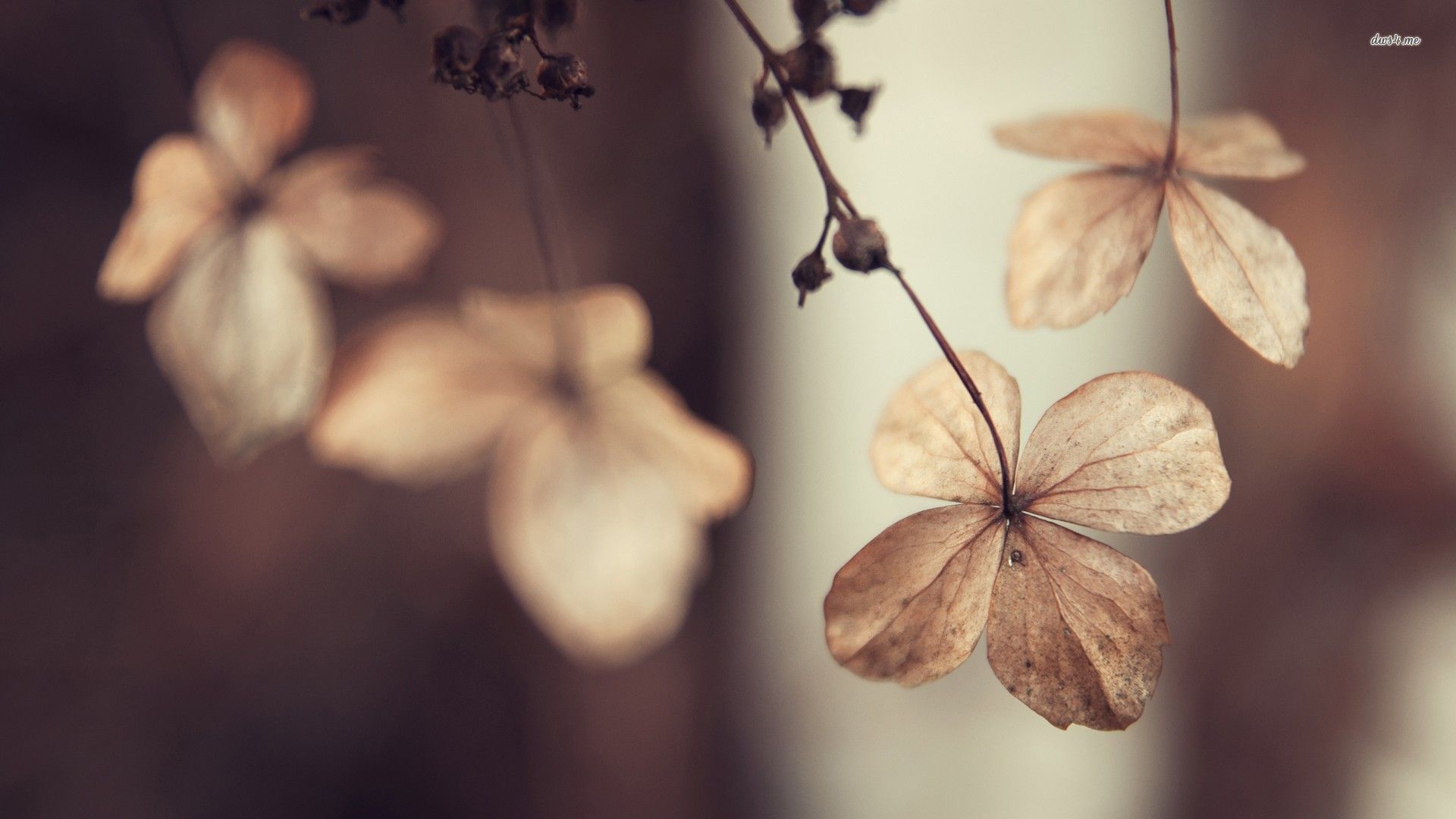 Dried Flowers Wallpapers Wallpaper Cave