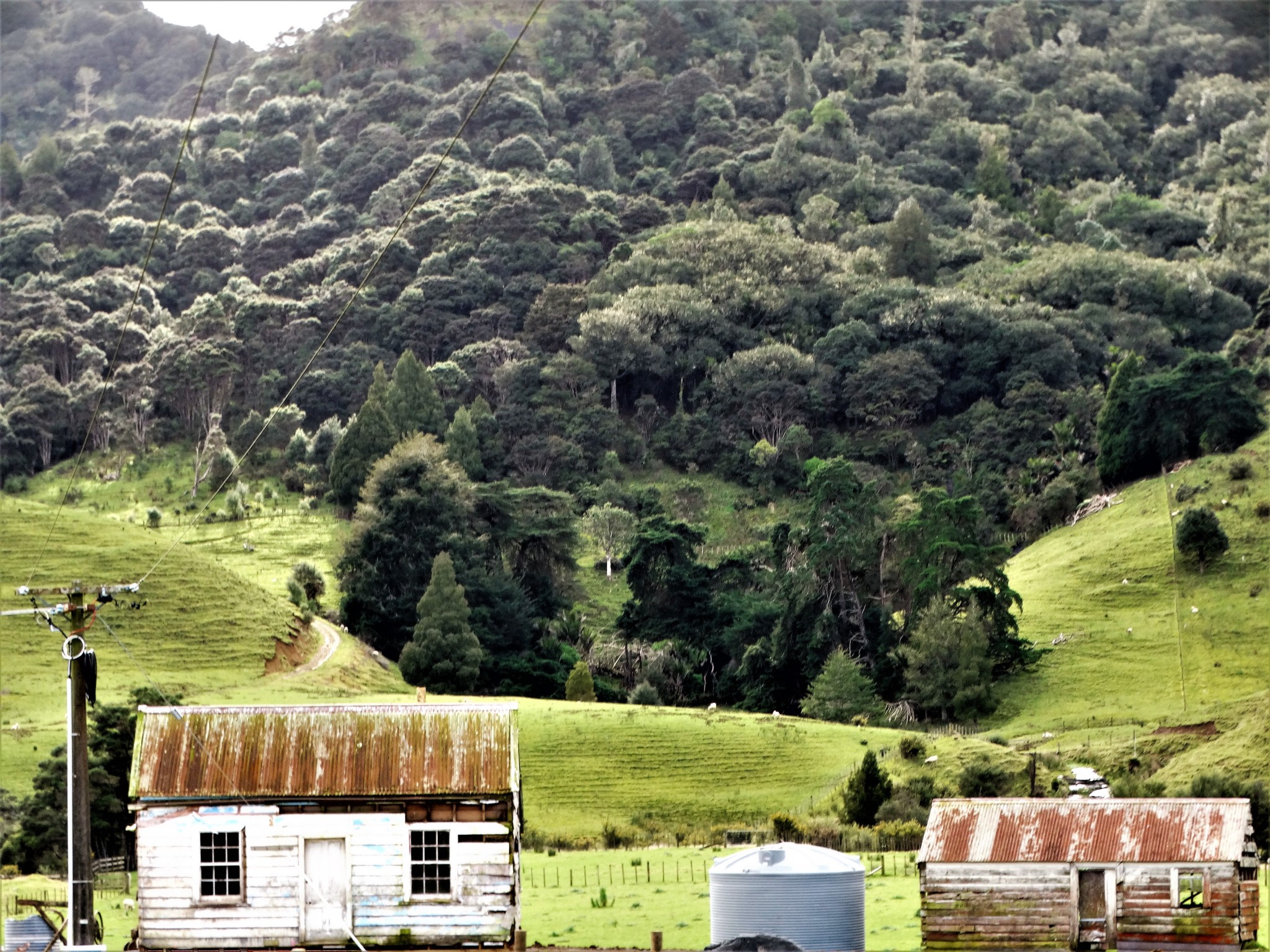 Hunt For The Wilderpeople Wallpapers Wallpaper Cave