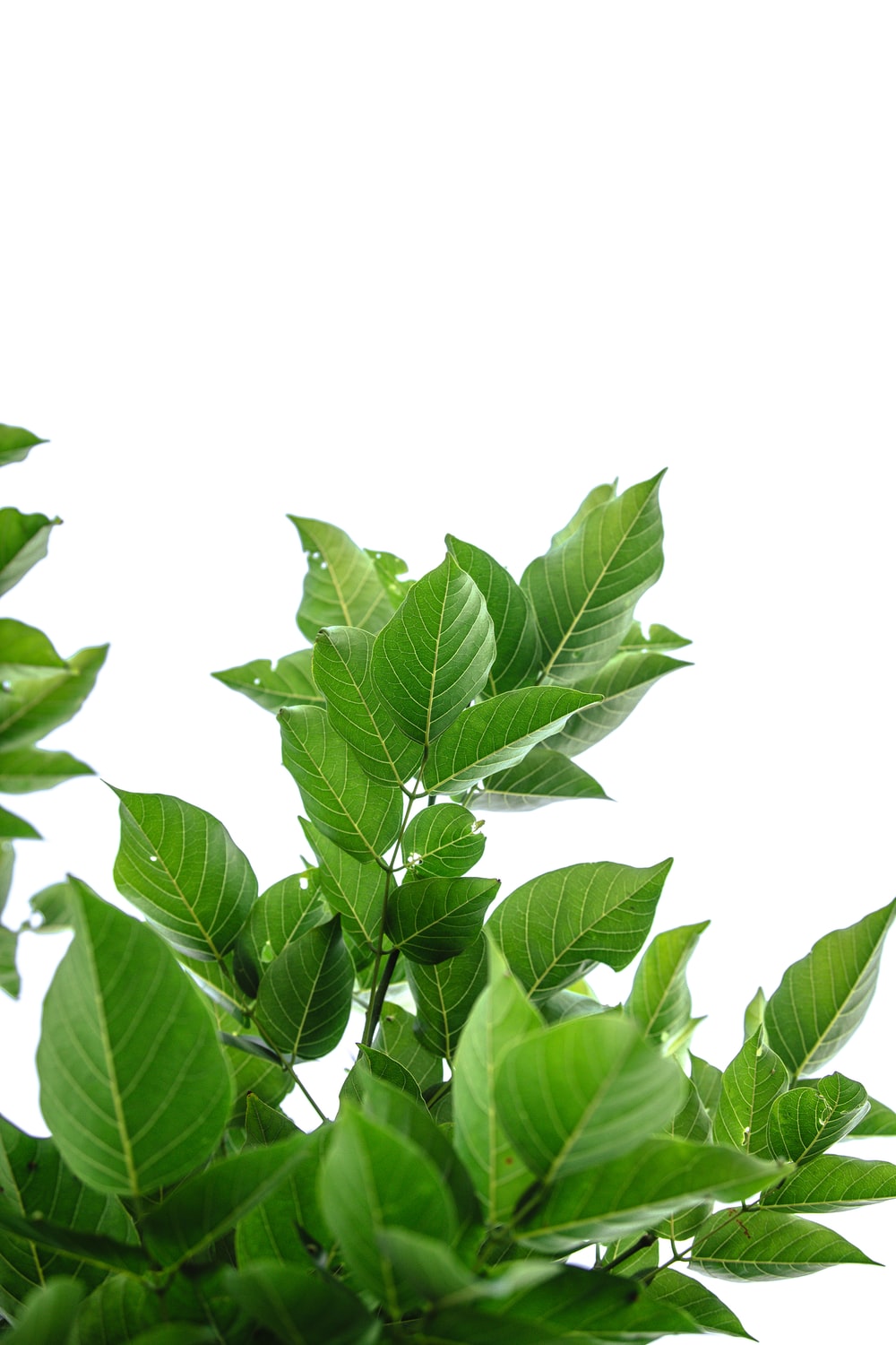 Tea Leaves Wallpapers Wallpaper Cave