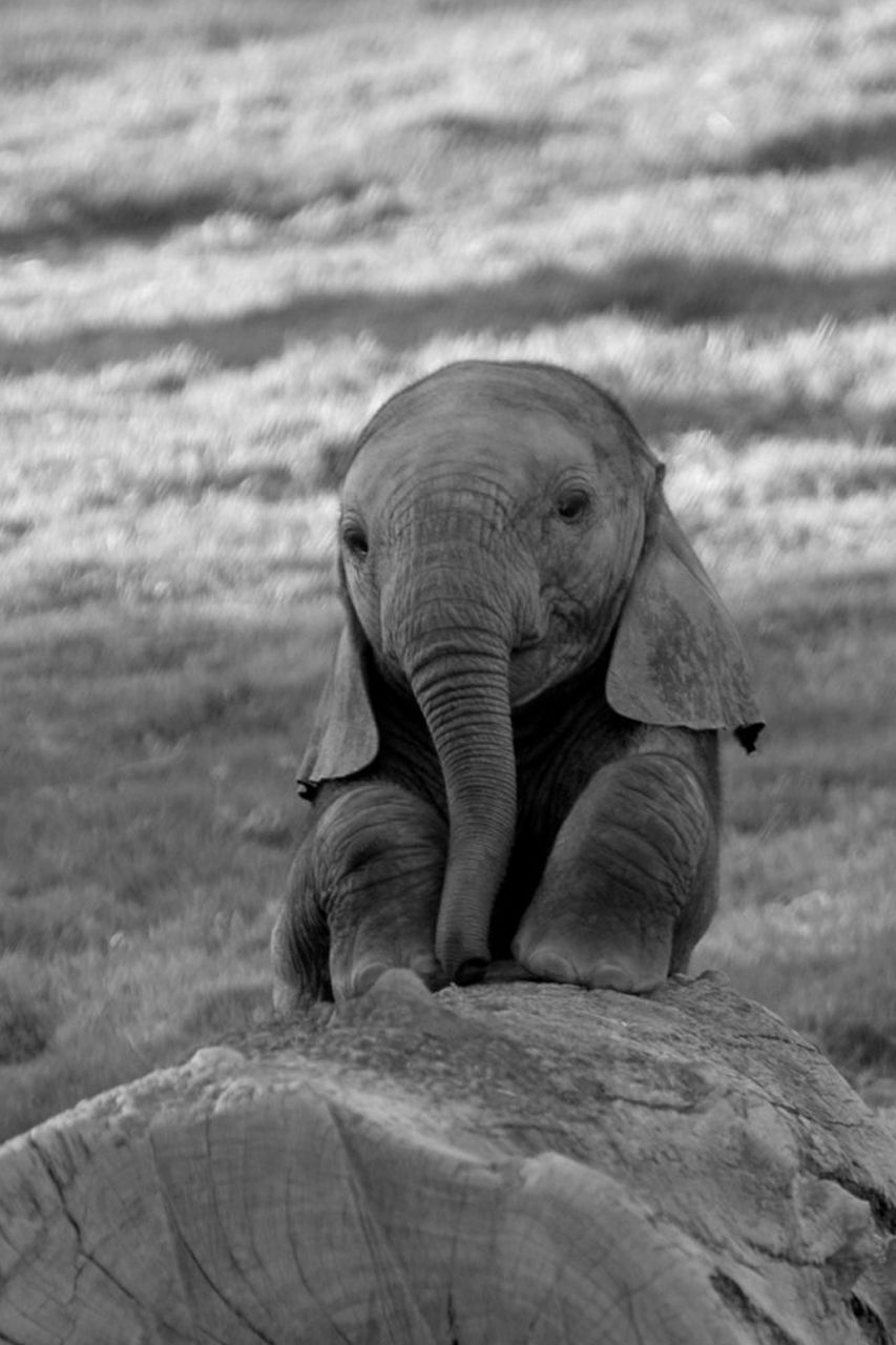 Cute Elephant Aesthetic Wallpapers Wallpaper Cave