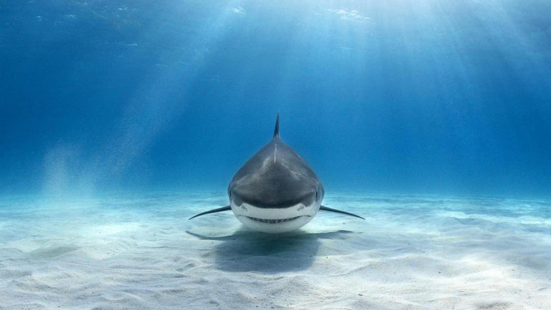 Shark 1920x1080 Wallpapers Wallpaper Cave