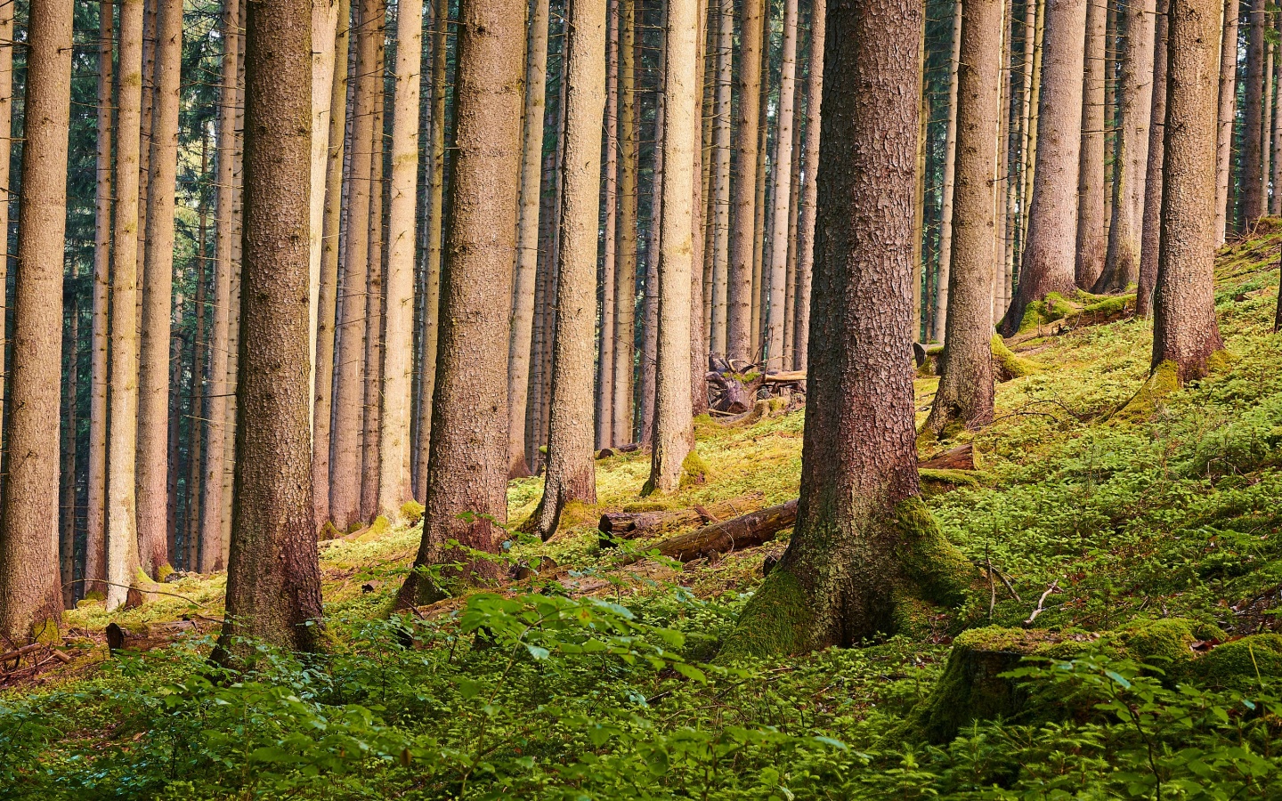 Tree Trunk Wallpapers Wallpaper Cave