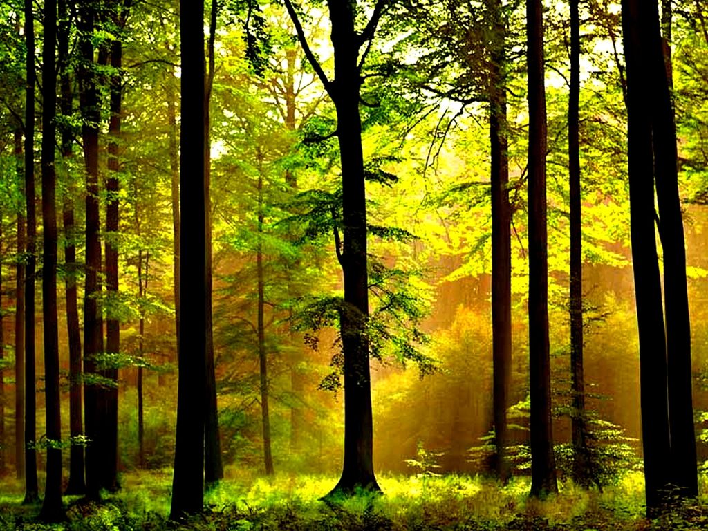 Tree Trunk Wallpapers Wallpaper Cave