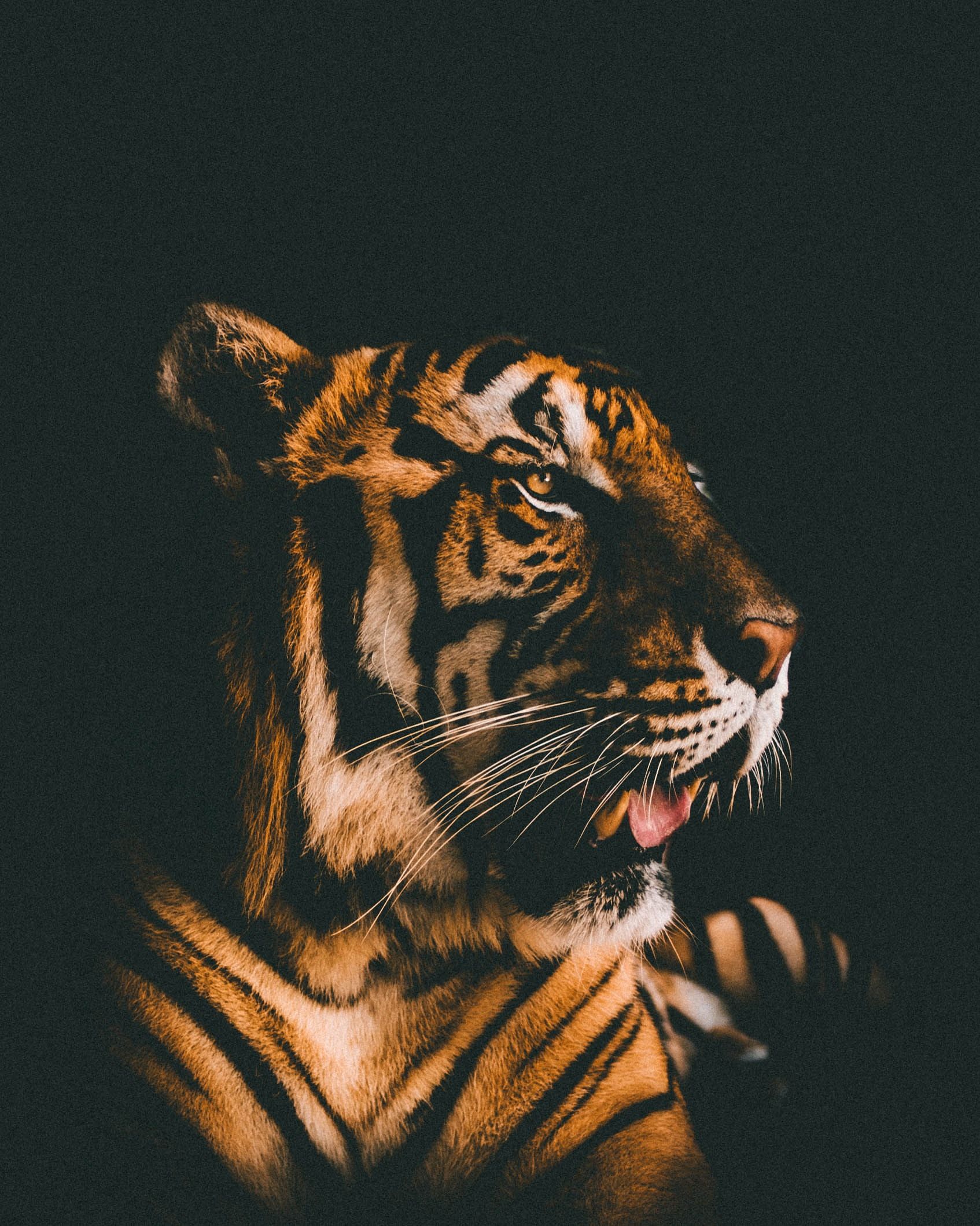 Tigers 4k Mobile Wallpapers Wallpaper Cave