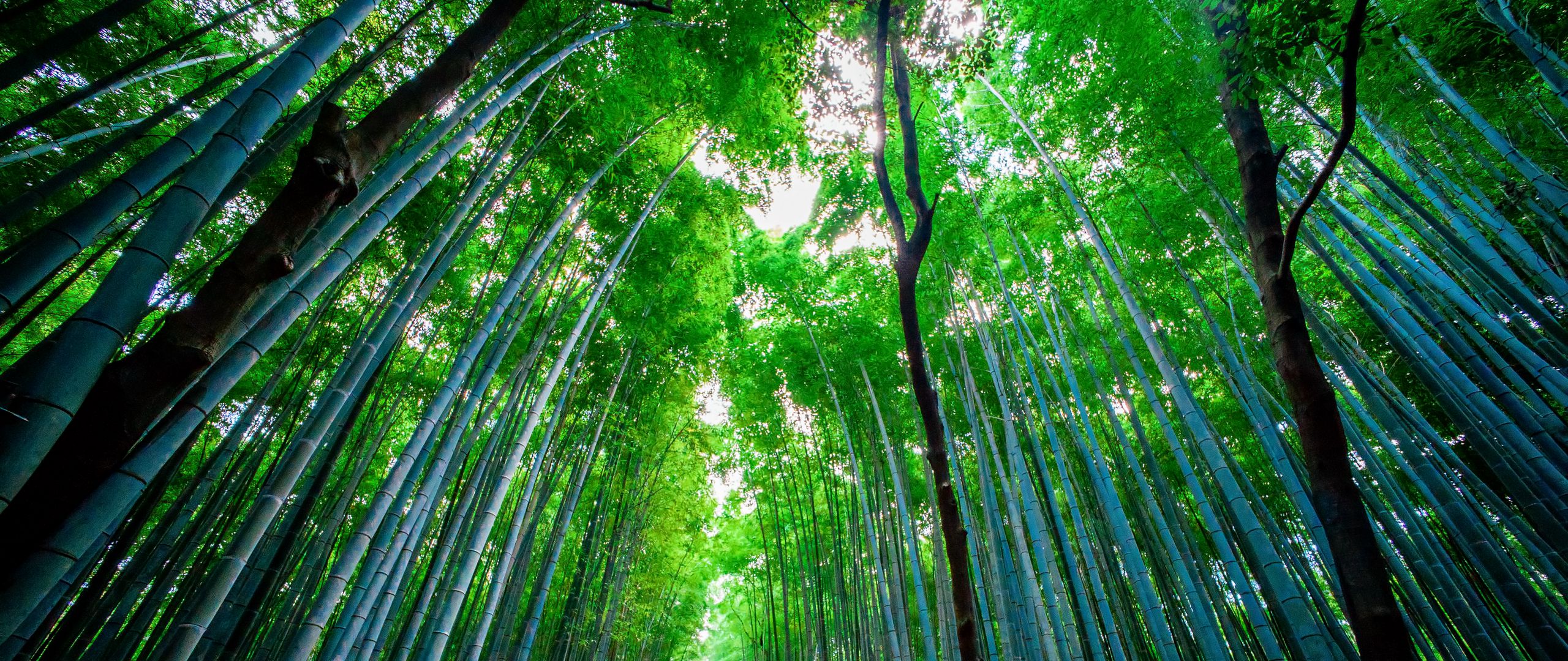 Bamboo Trees Forest HD Wallpapers Wallpaper Cave