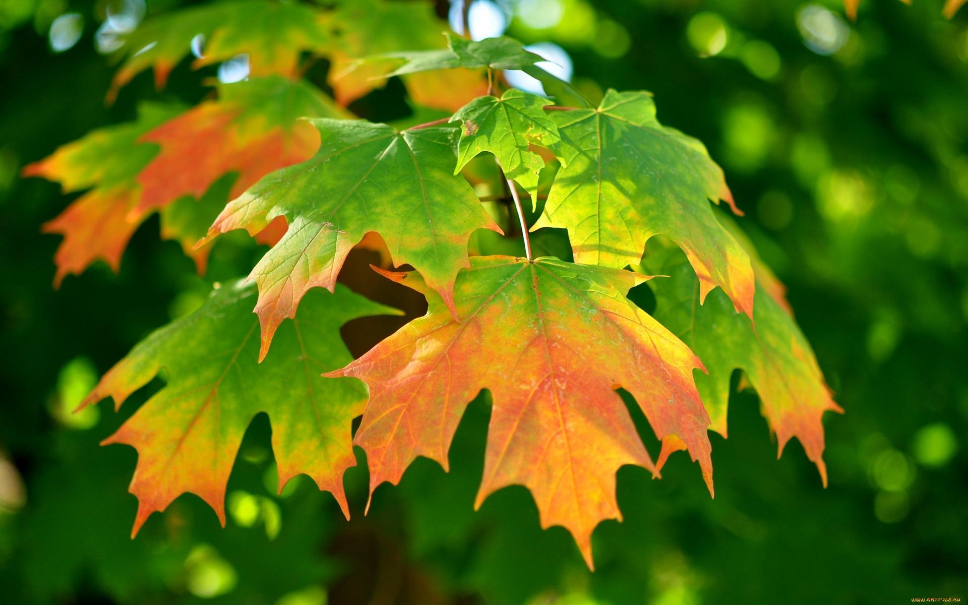 Green Autumn Leaves Wallpapers Wallpaper Cave