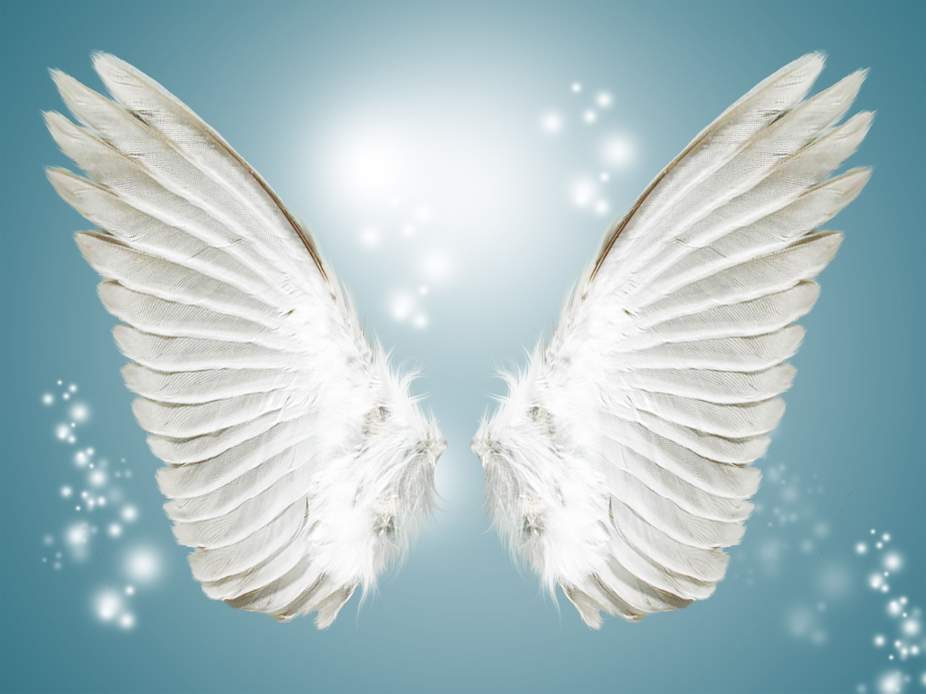 White Wings Wallpapers Wallpaper Cave