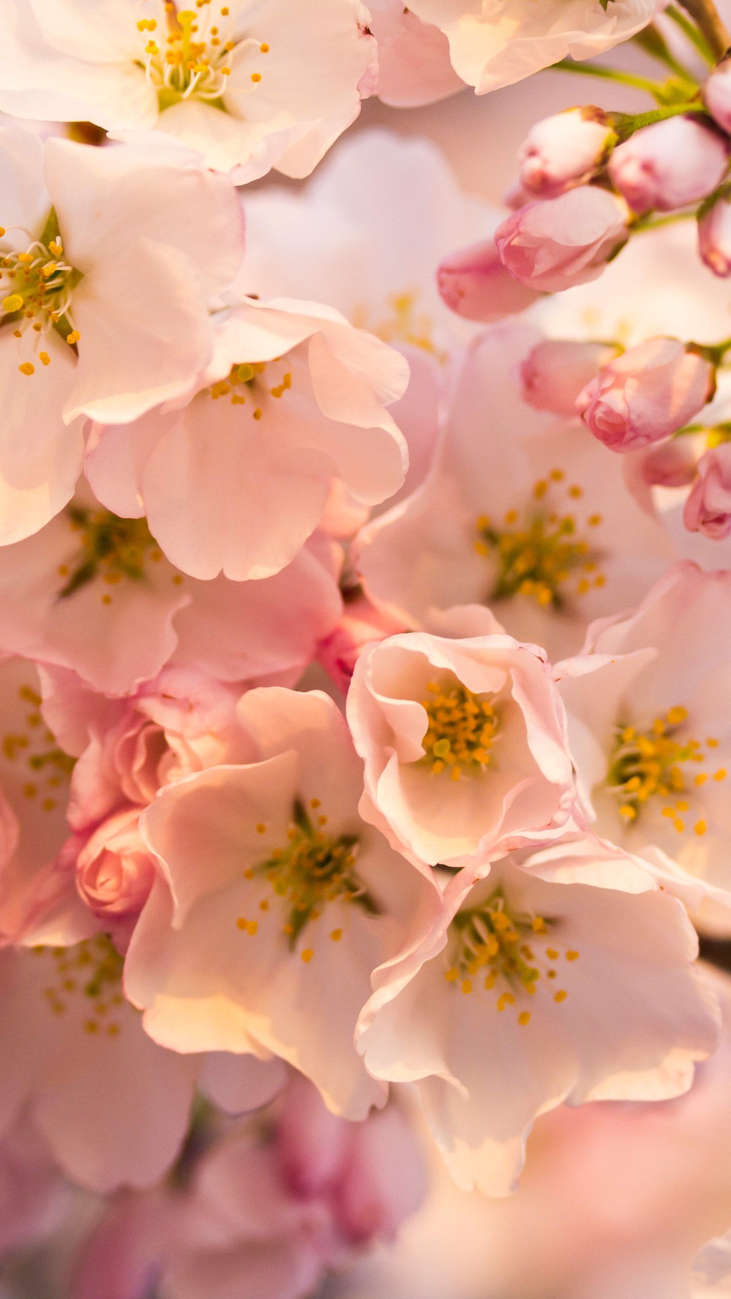 4k Mobile Flower Wallpapers Wallpaper Cave