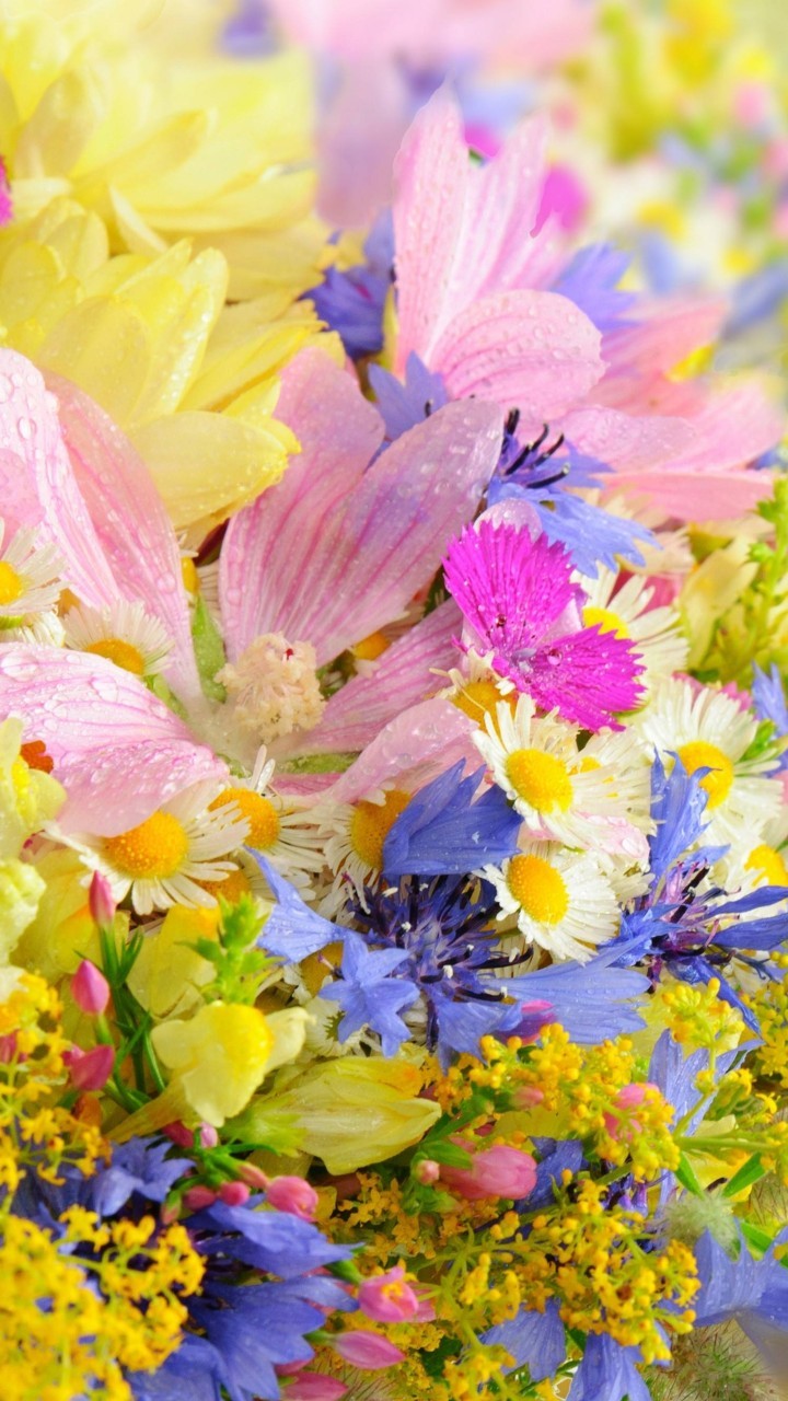 4k Mobile Flower Wallpapers Wallpaper Cave