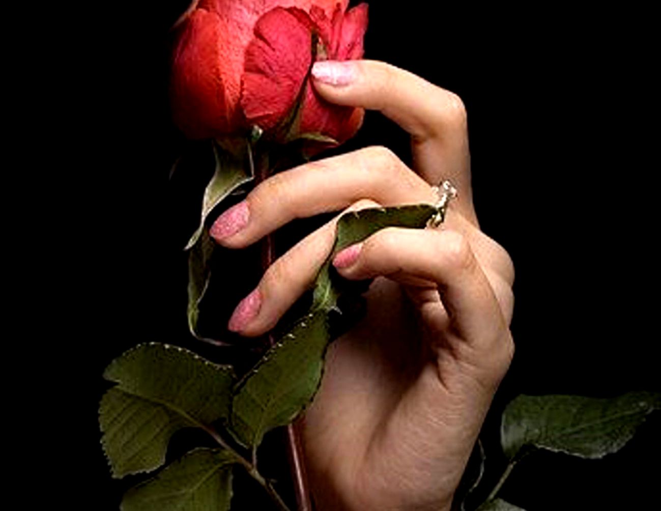 Rose In Hand Wallpapers Wallpaper Cave