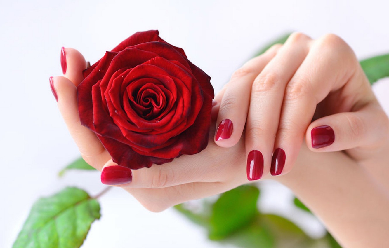 Rose In Hand Wallpapers Wallpaper Cave